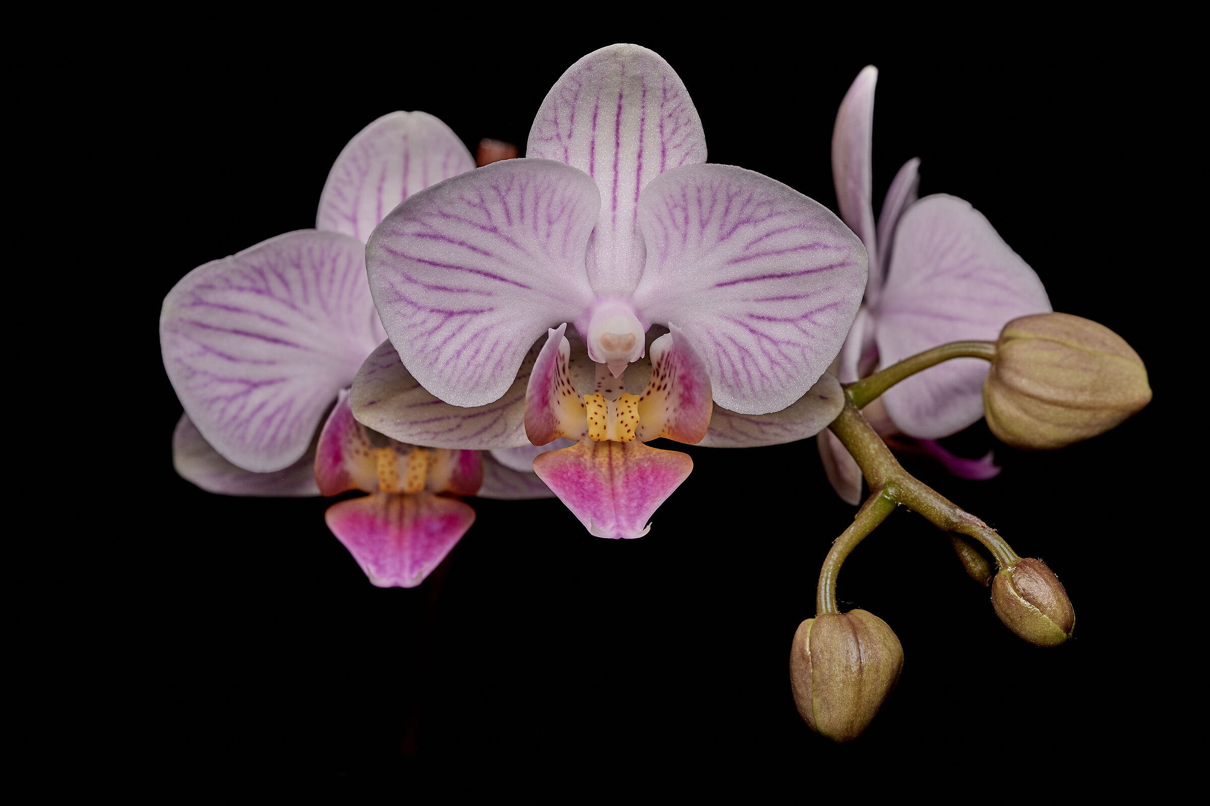 Orchidee