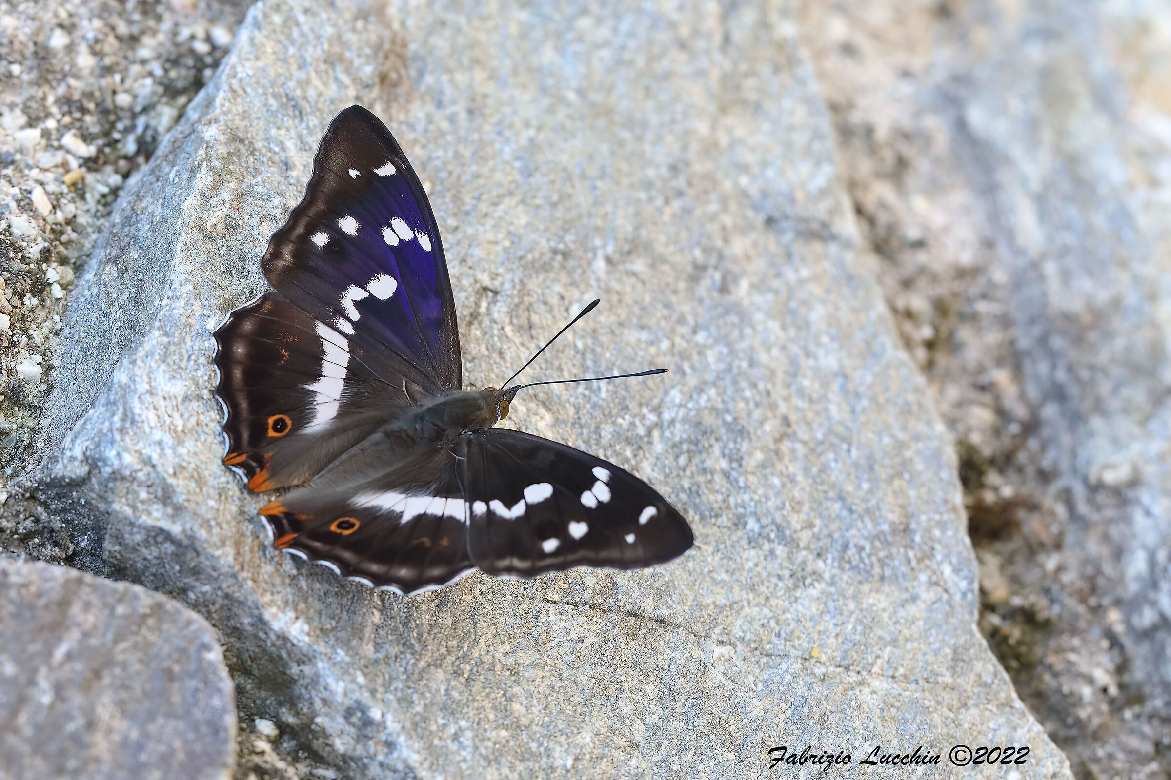 Apatua iris (male specimen)