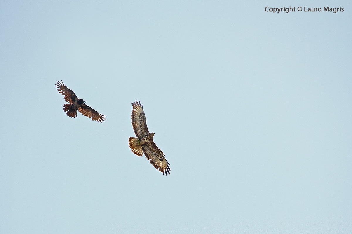 Il primo e ultimo volo del ramarro