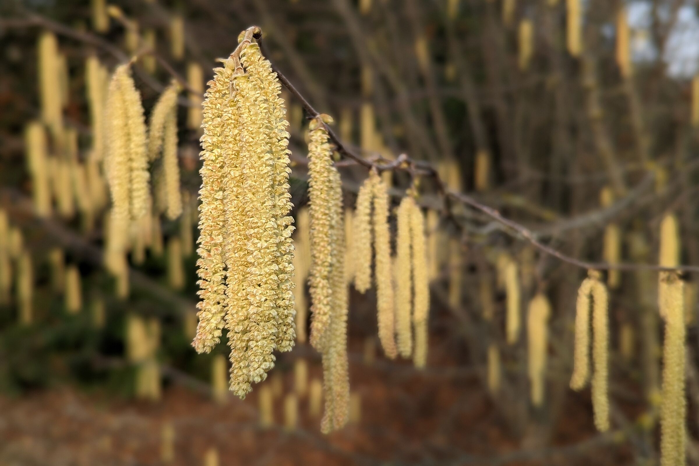 Test portrait with Pixel