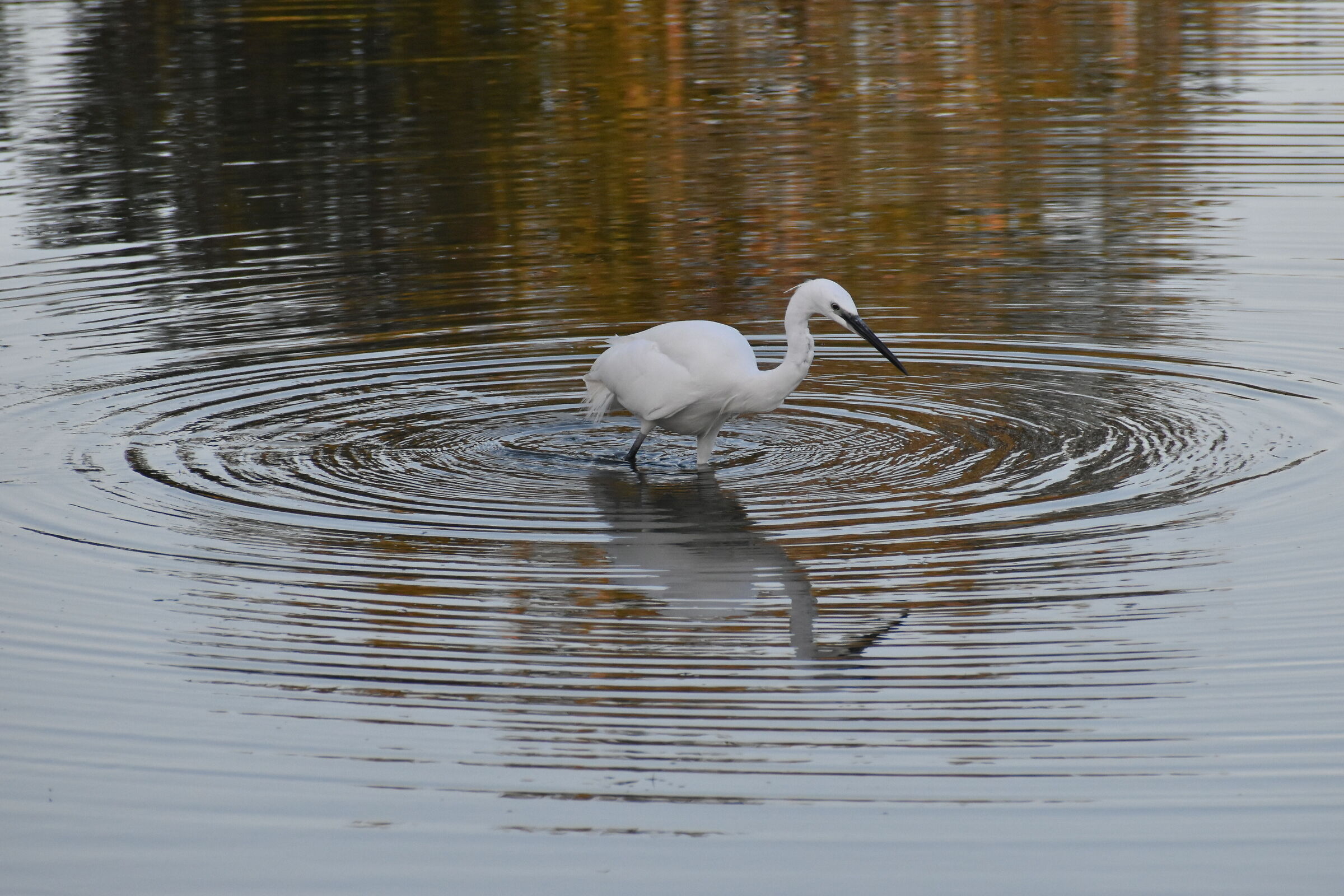 Gira il mondo gira....