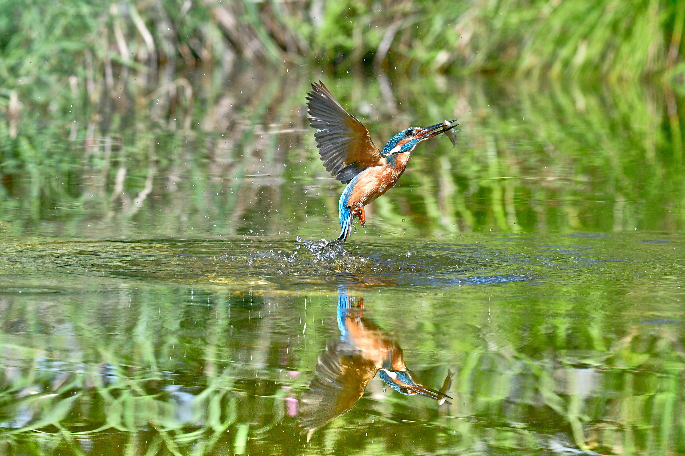 Kingfisher