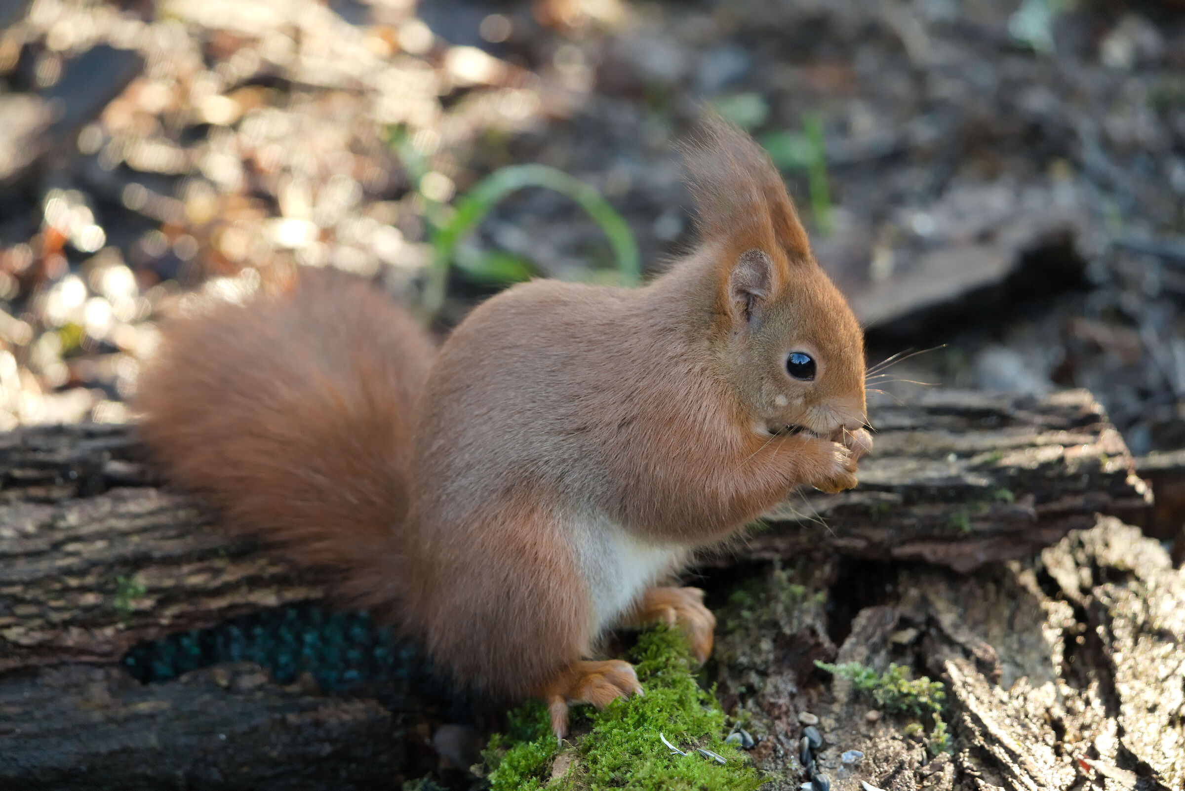 I prefer red (Sciurus vulgaris)