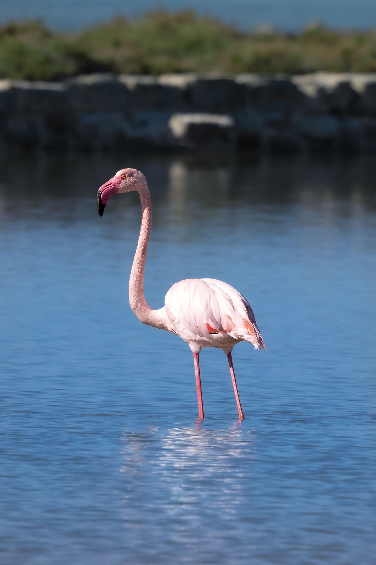 Pink flamingo