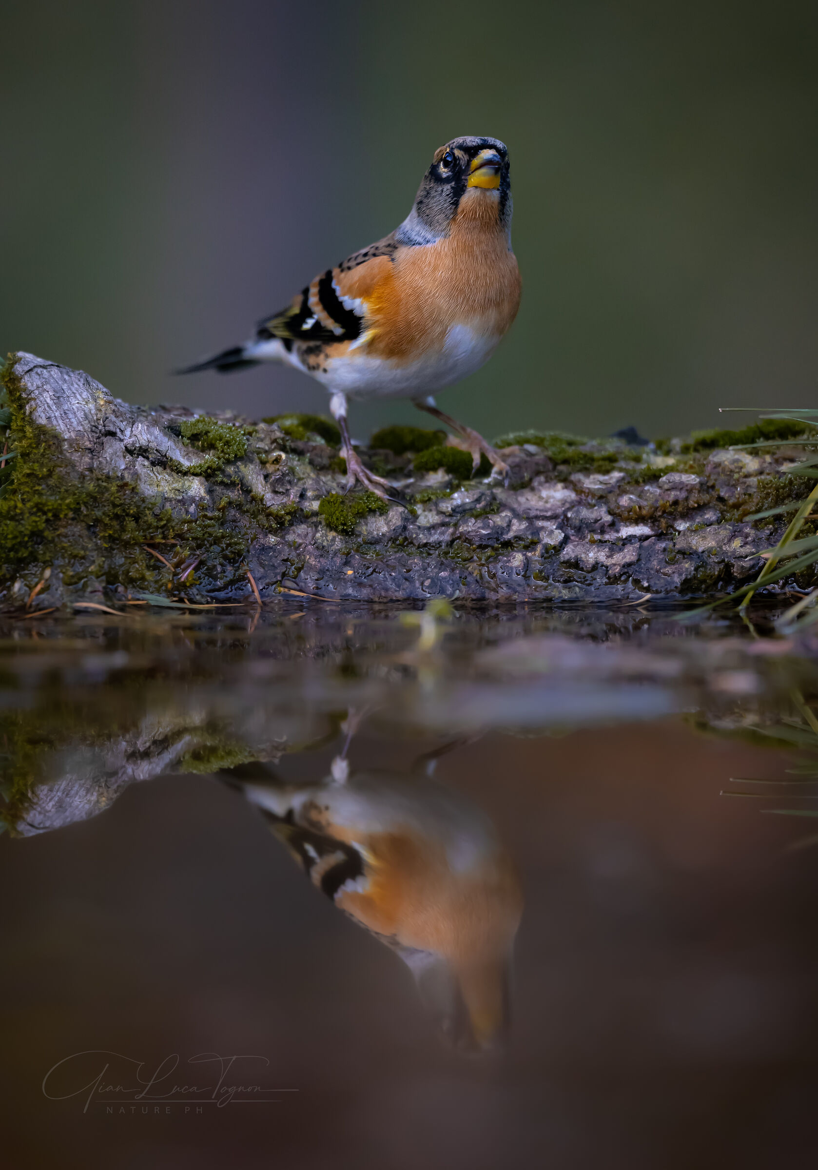 reflections of orange | orange reflections