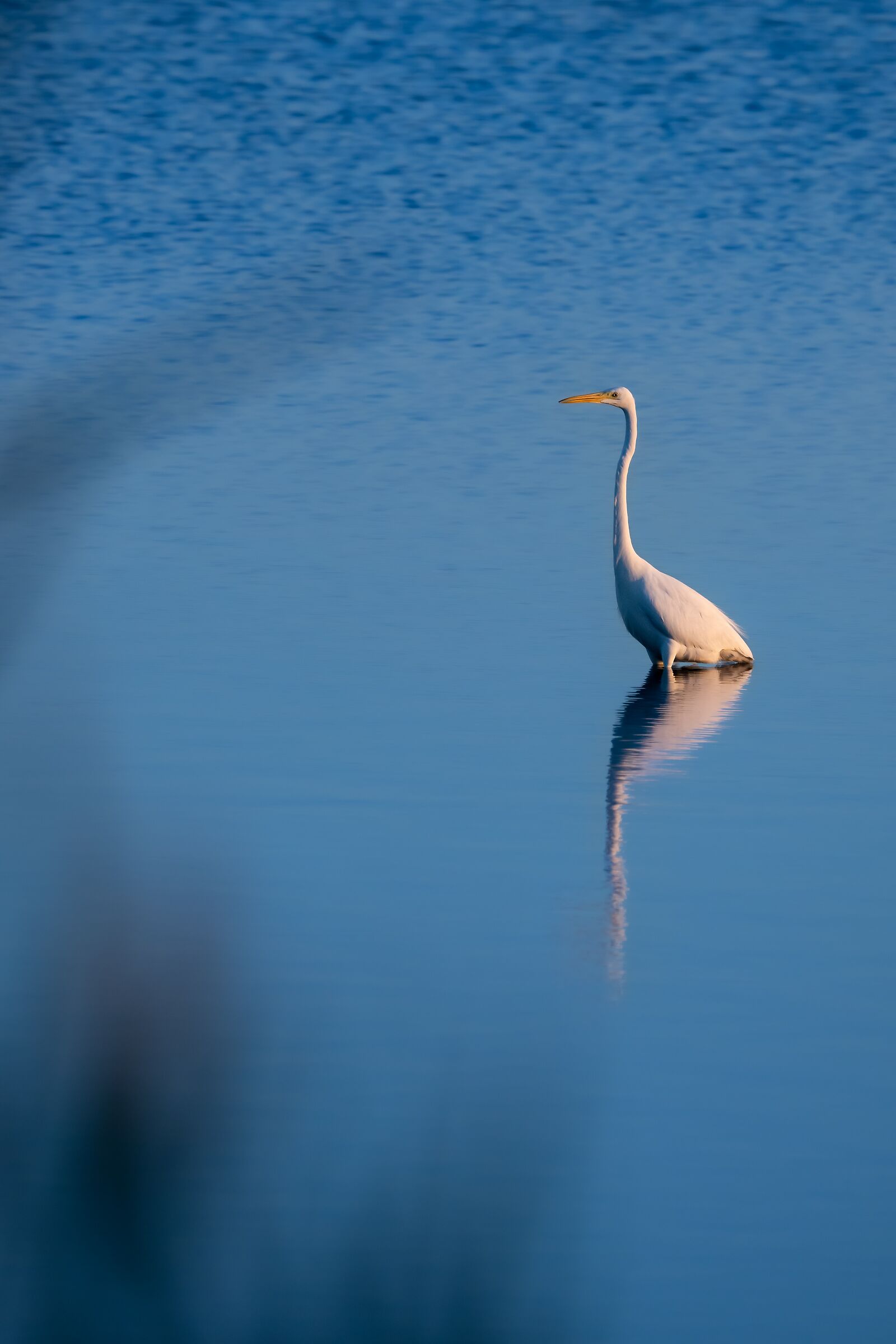 White Heron