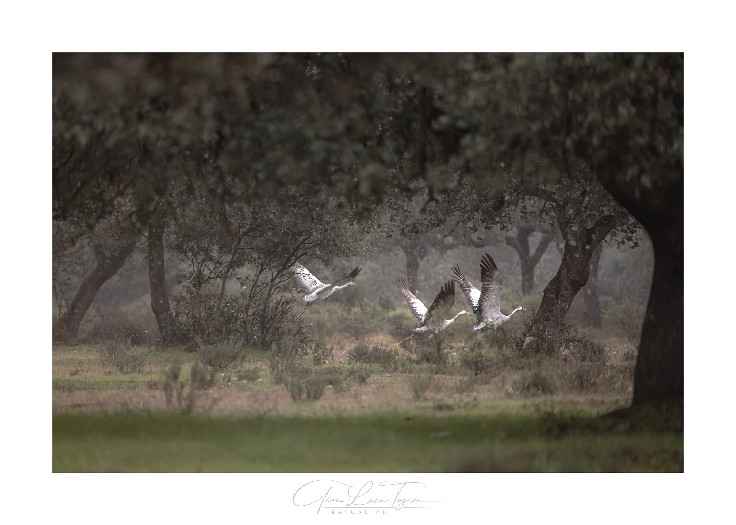 Cranes fly among the olive trees