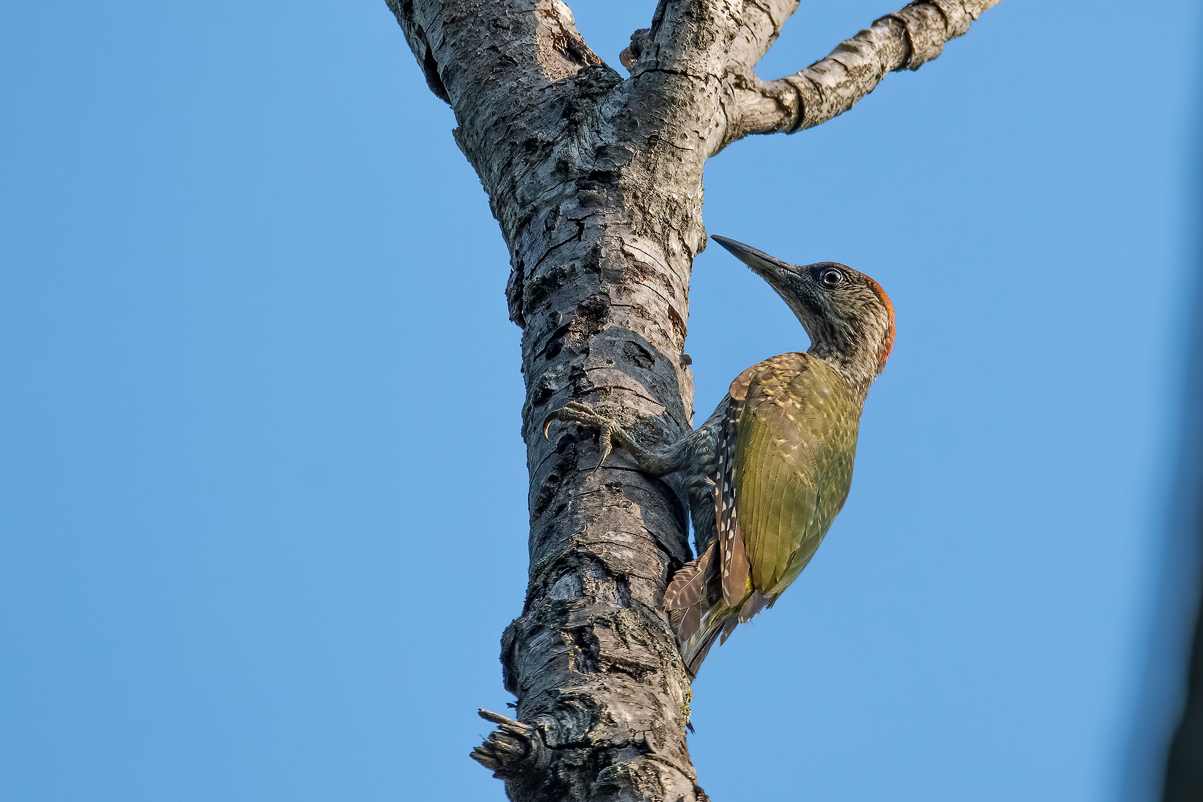 Picchio verde(Picus viridis)