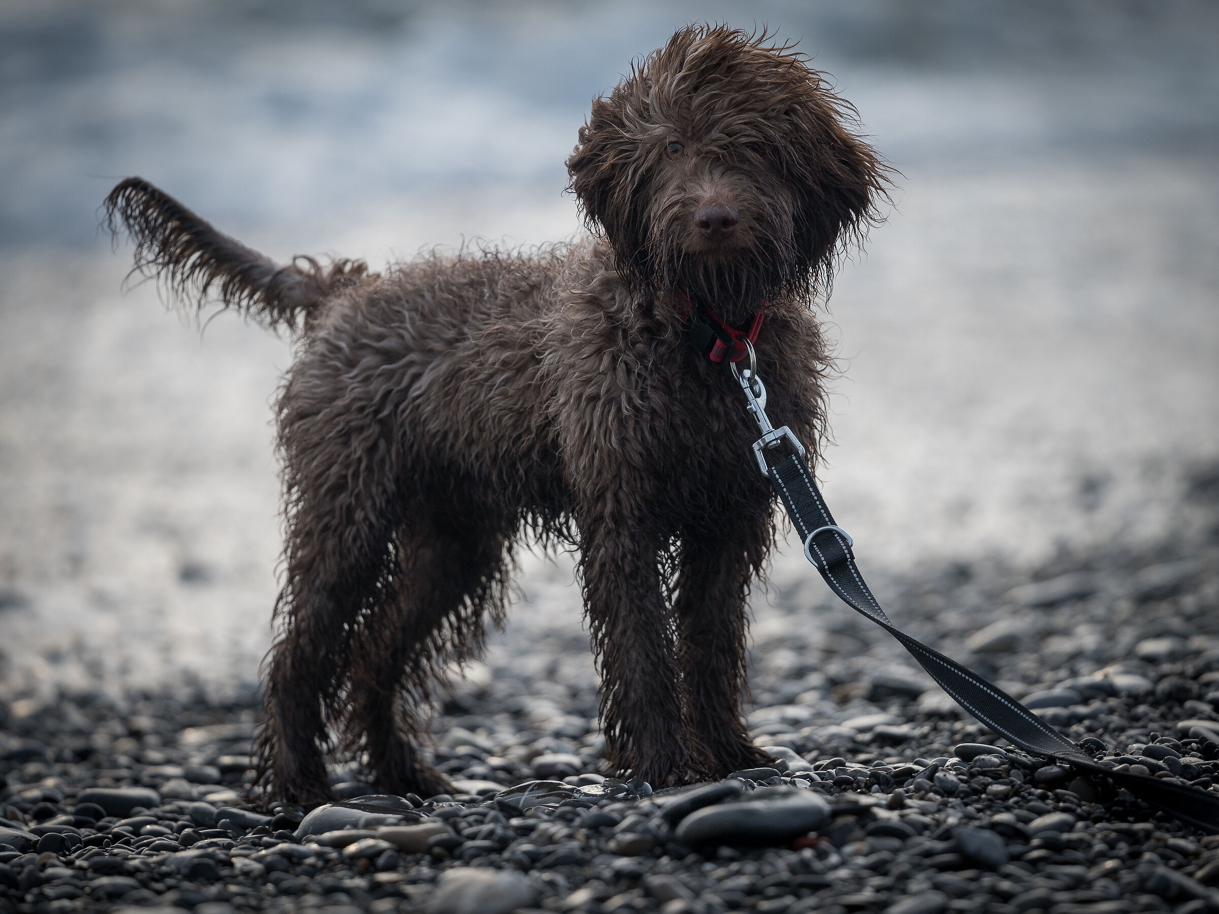 Lagotto al Mare #2