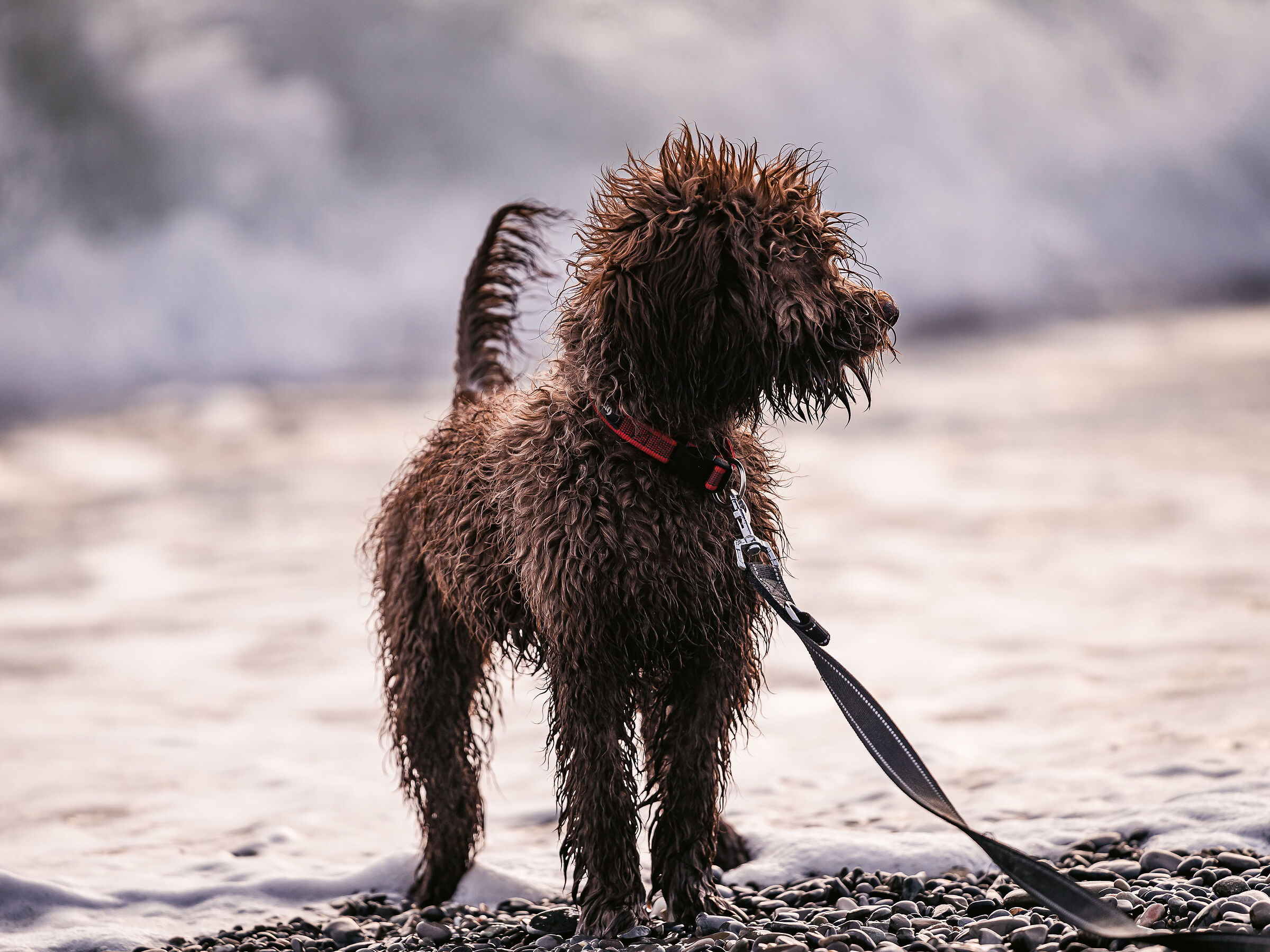Lagotto al Mare #3