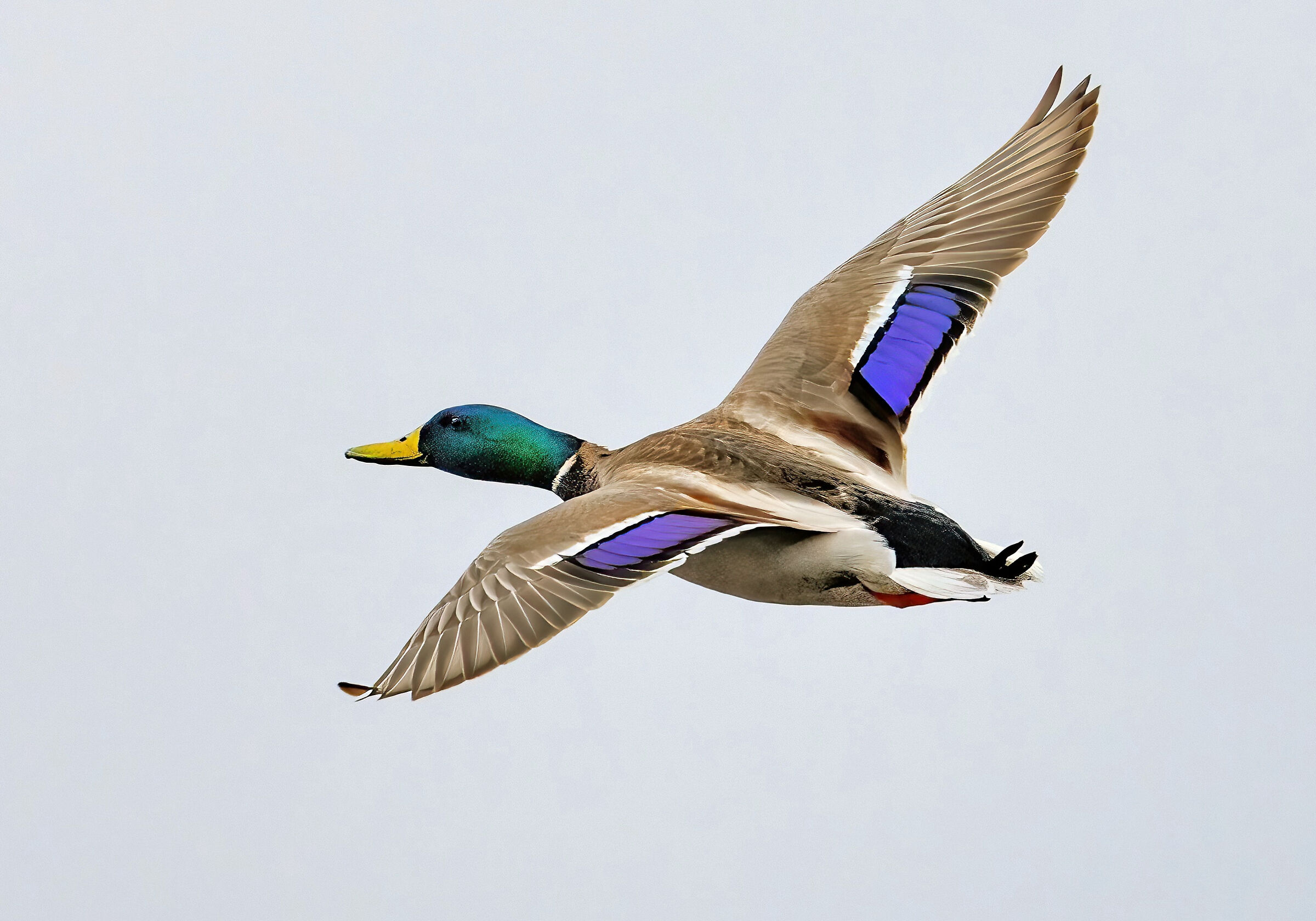 Mallard