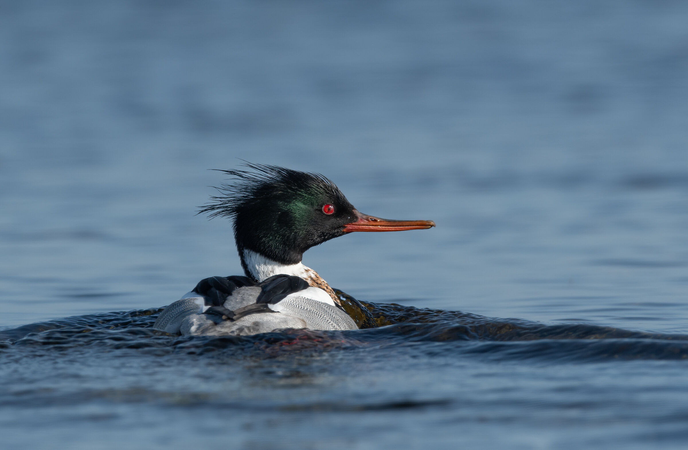 Lesser Merganser (m)