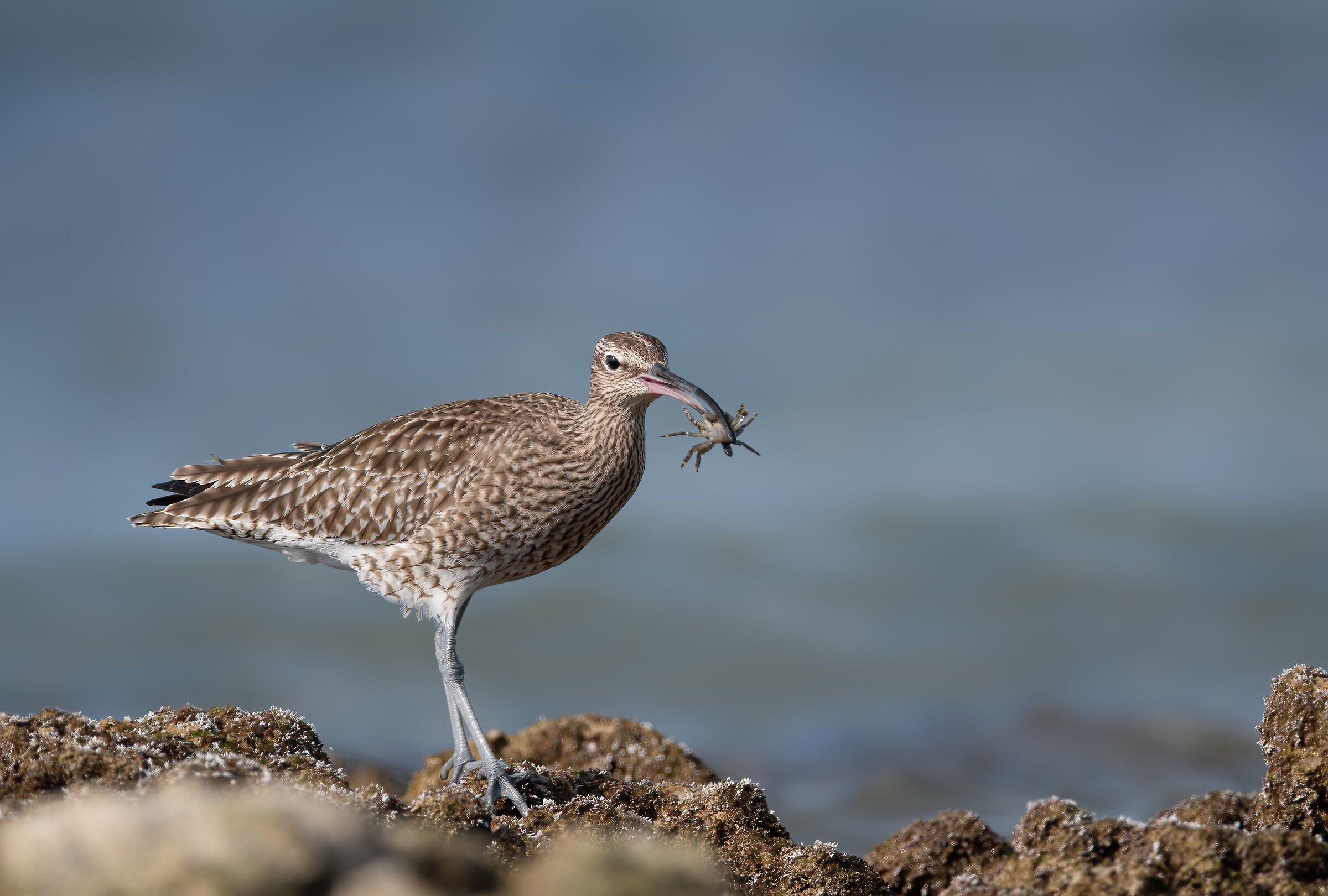 Curlew Minor