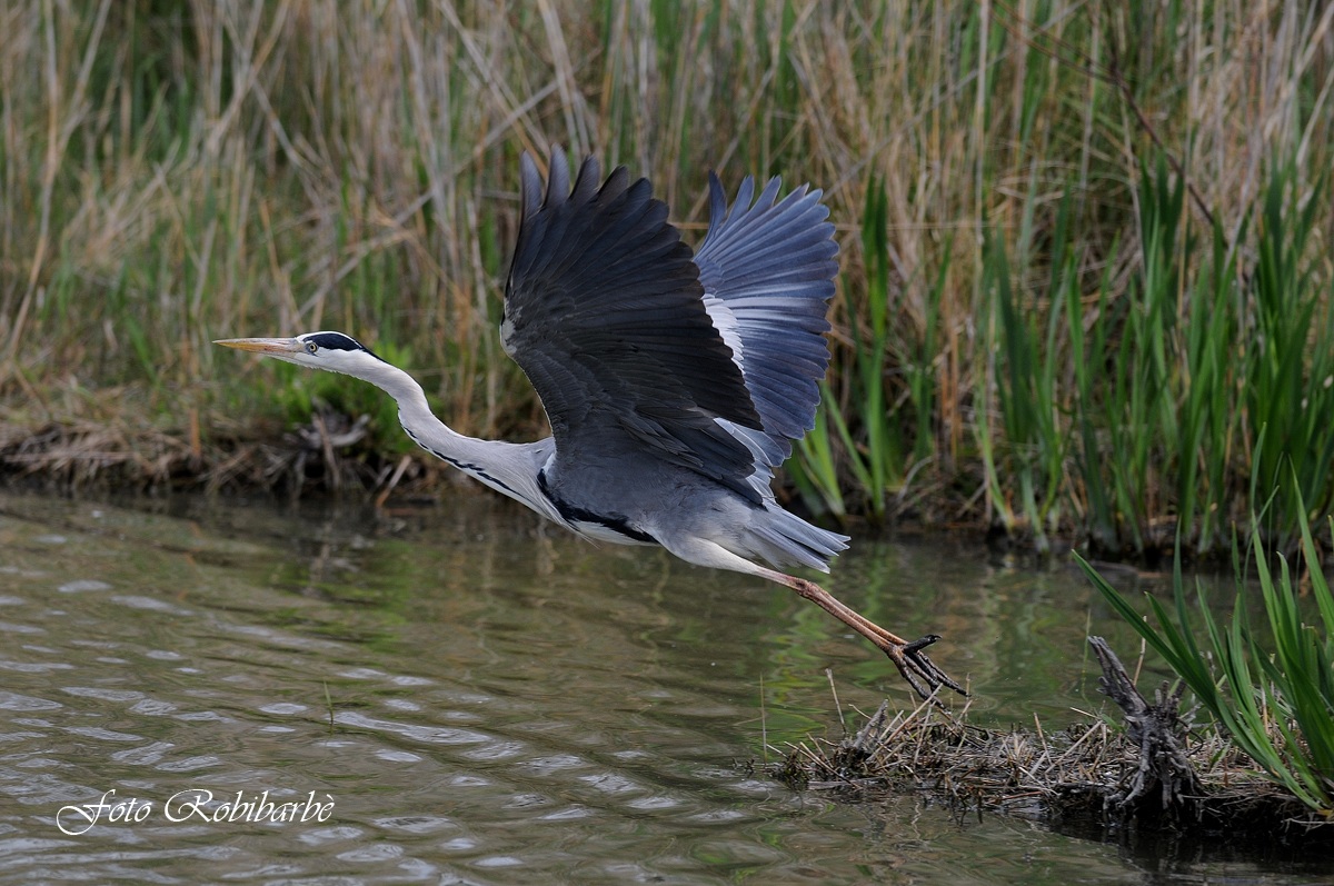 Airone cenerino ...... stacco....