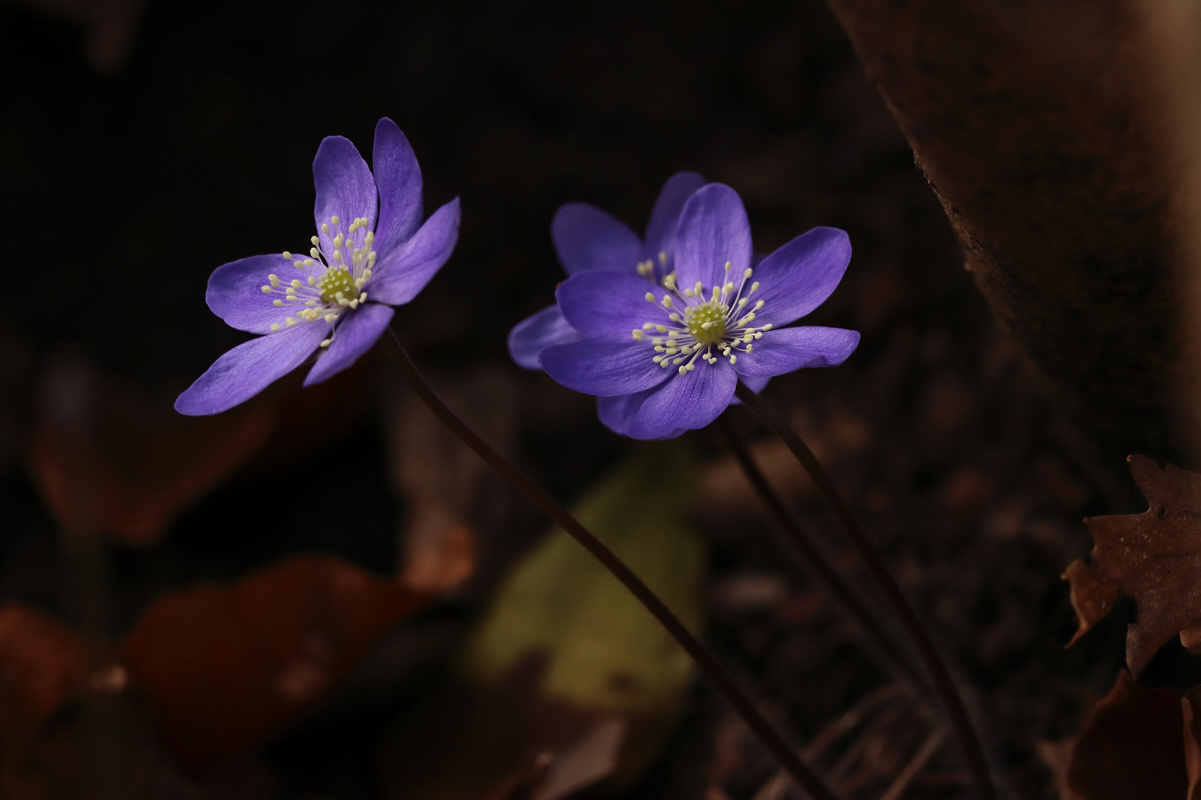 The forest in purple