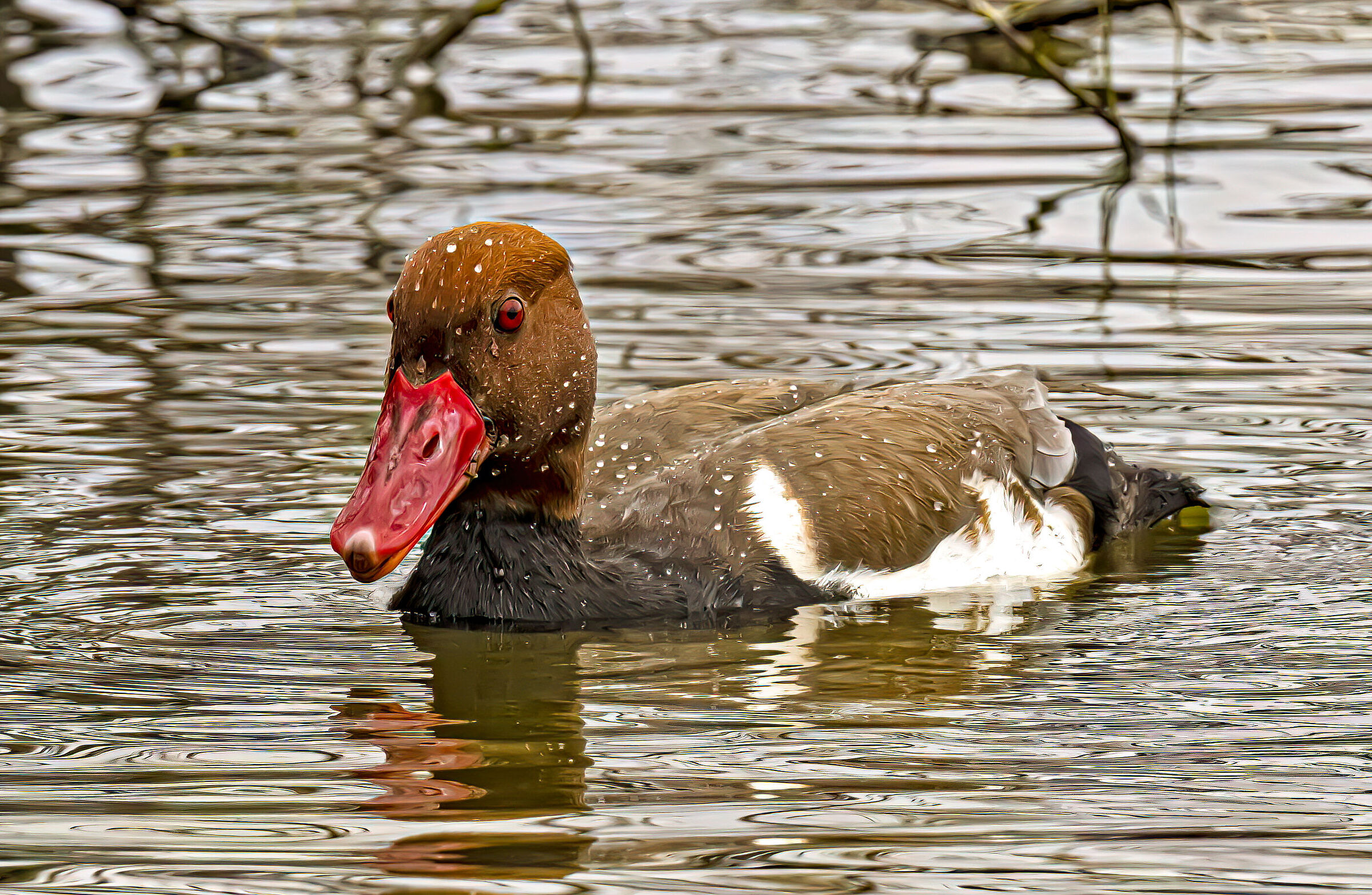 Fistione Turco Maschio