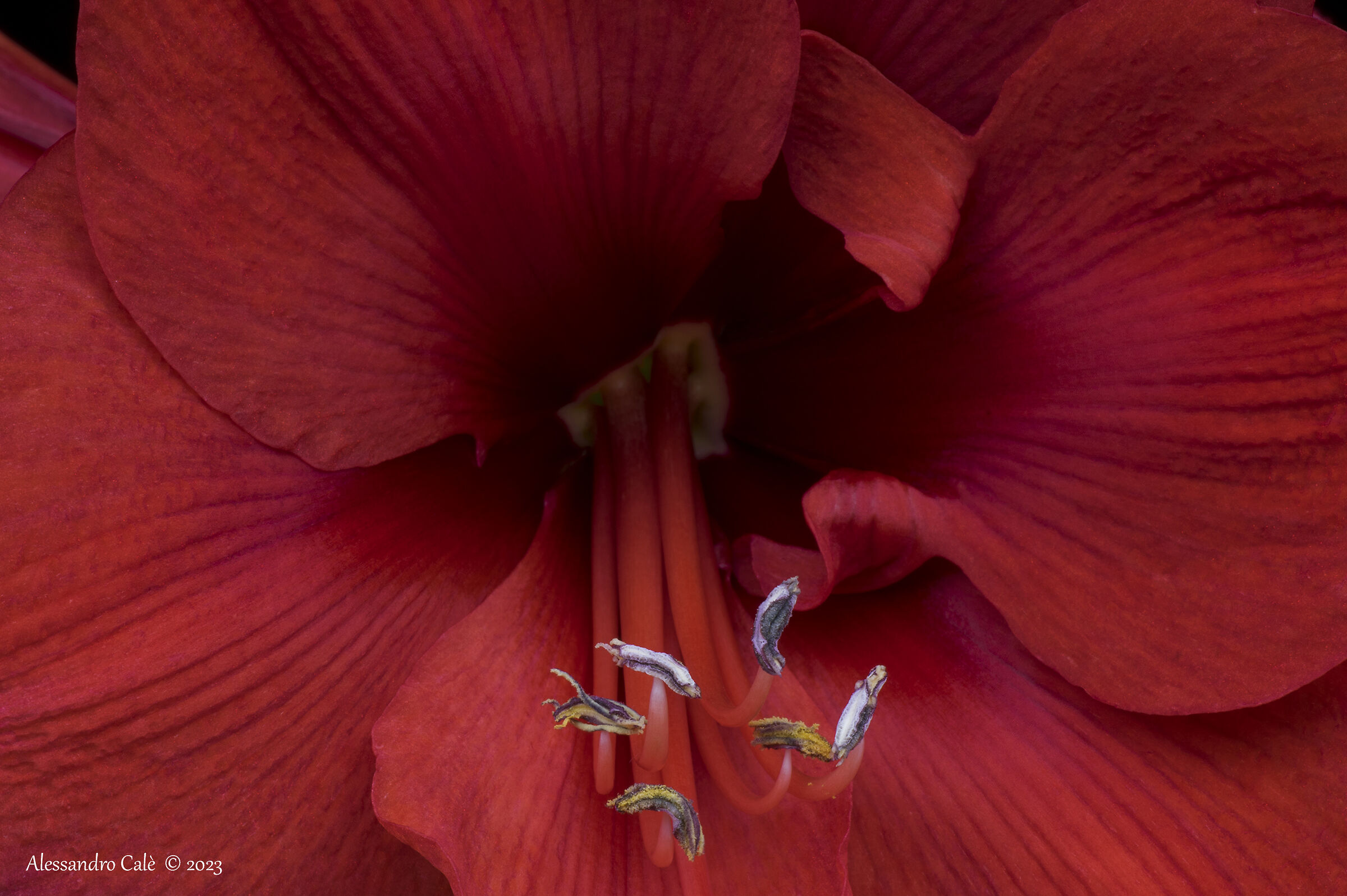 Amaryllis 3485