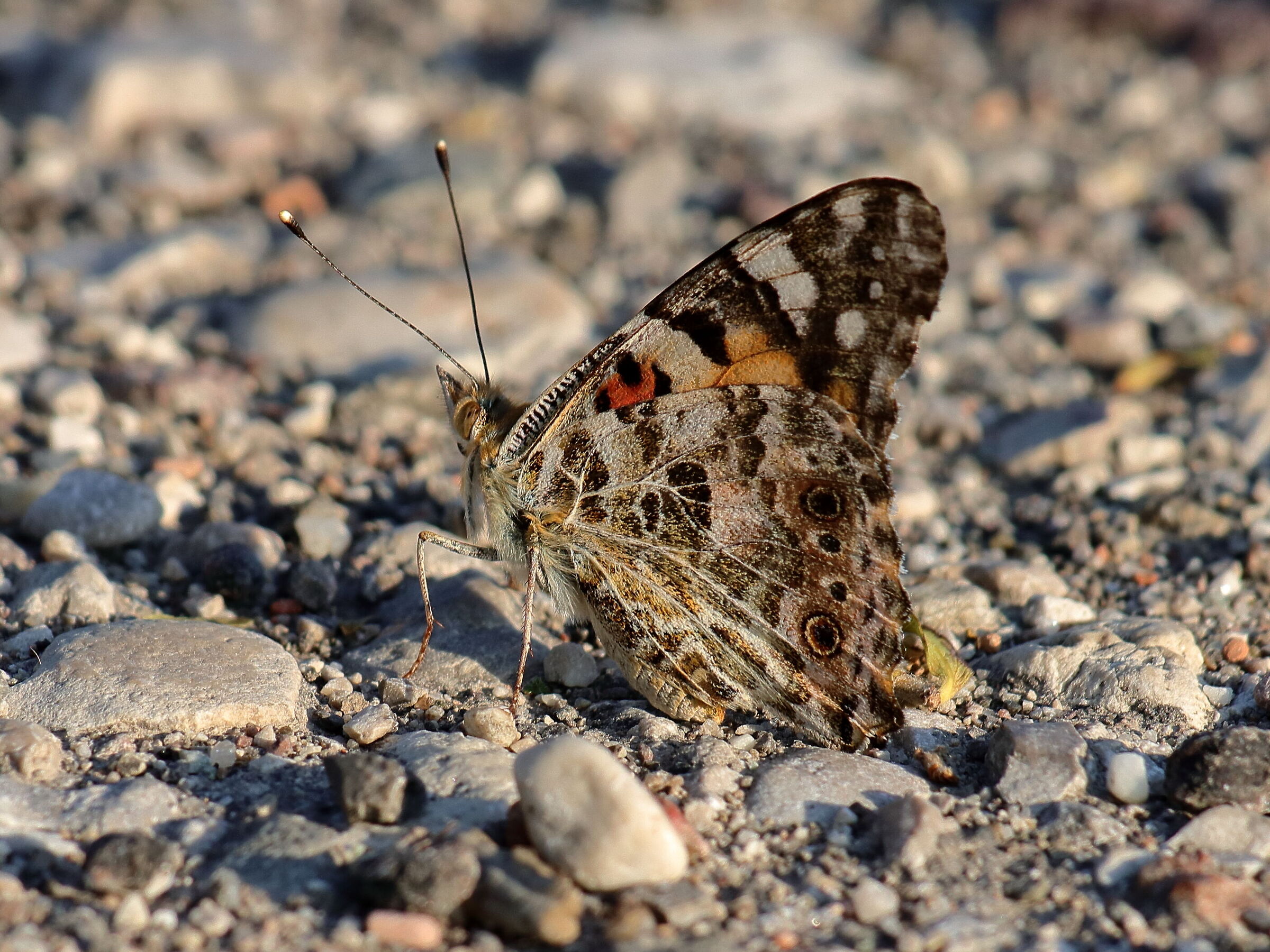 Vanessa Cardui