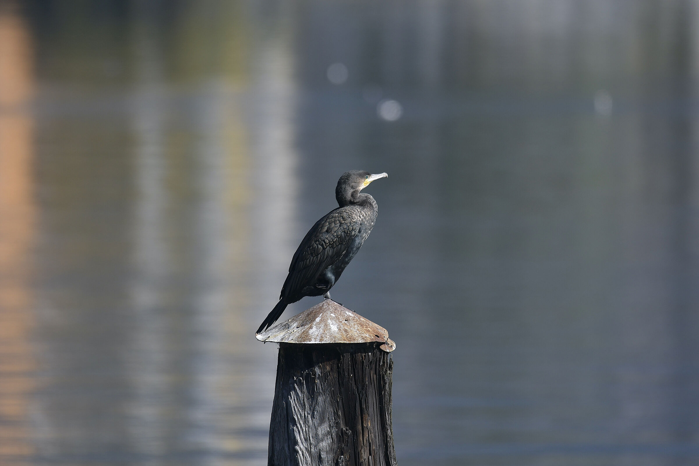 Cormorano e il suo bellissimo piumaggio