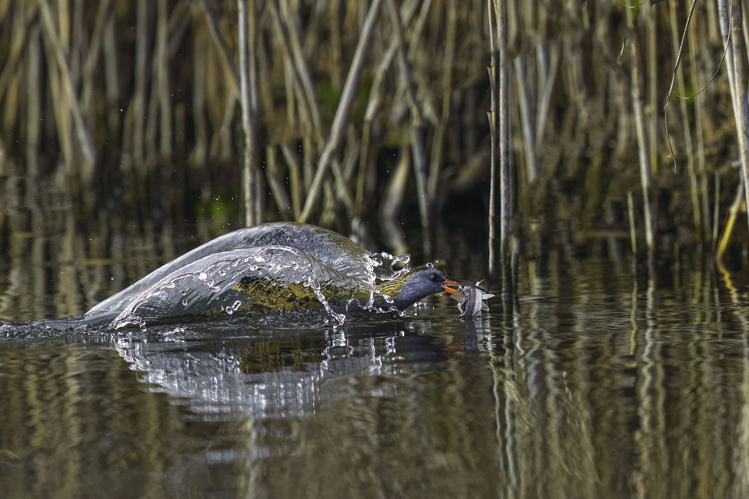 Porciglione in planata