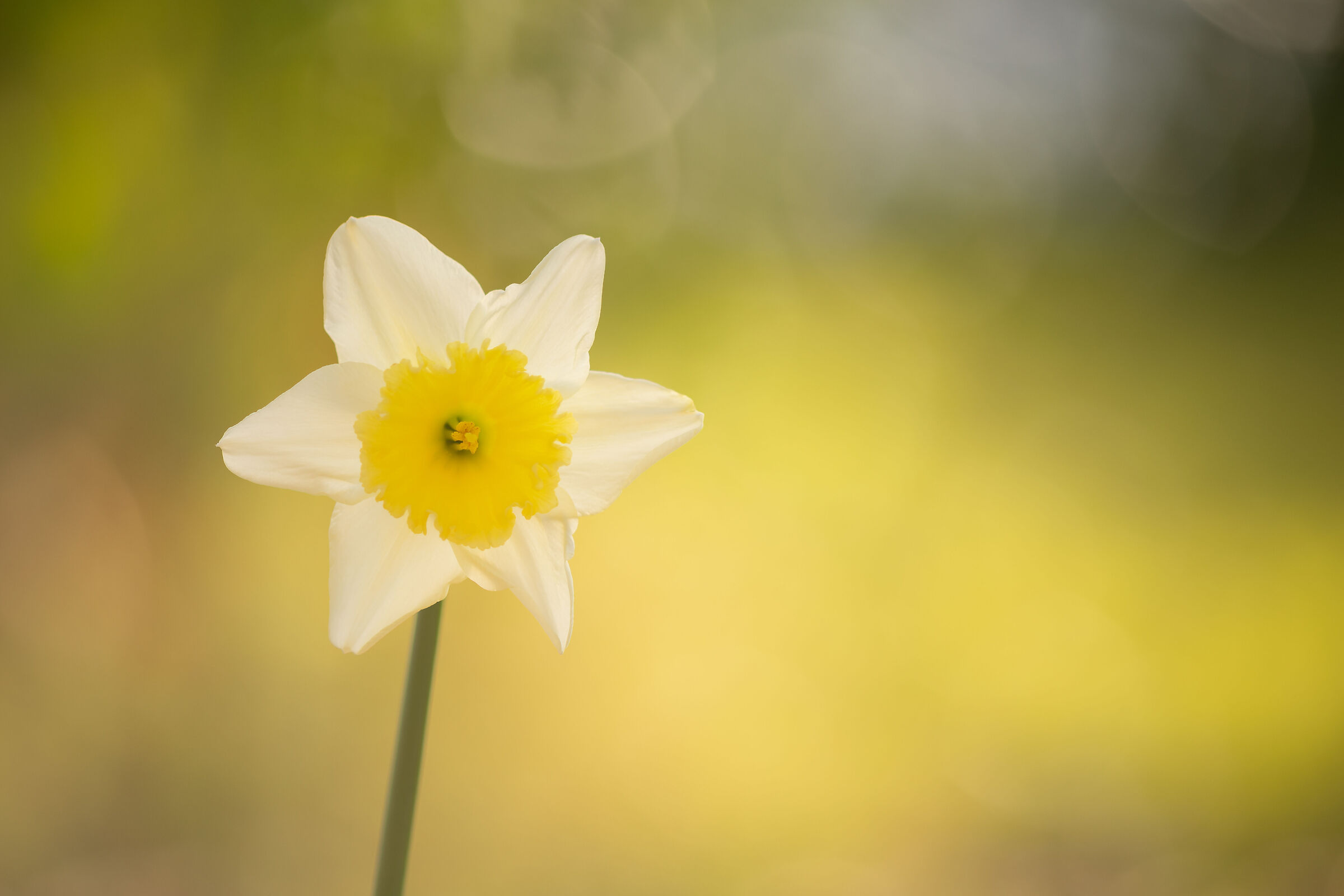 Narcissus pseudonarcissus