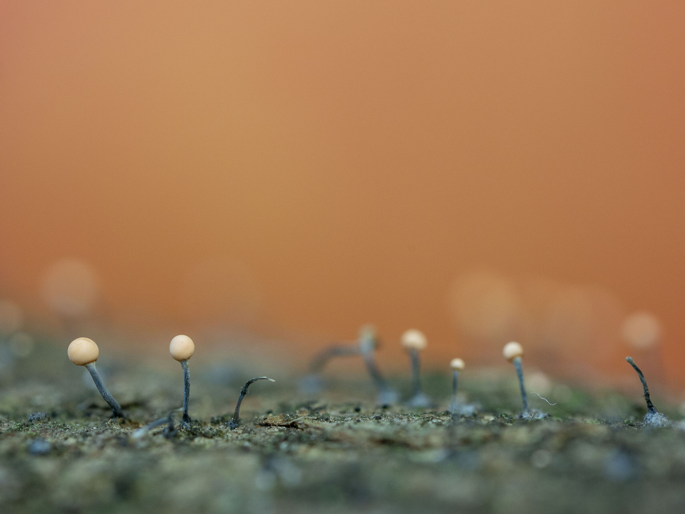 mixomiceti