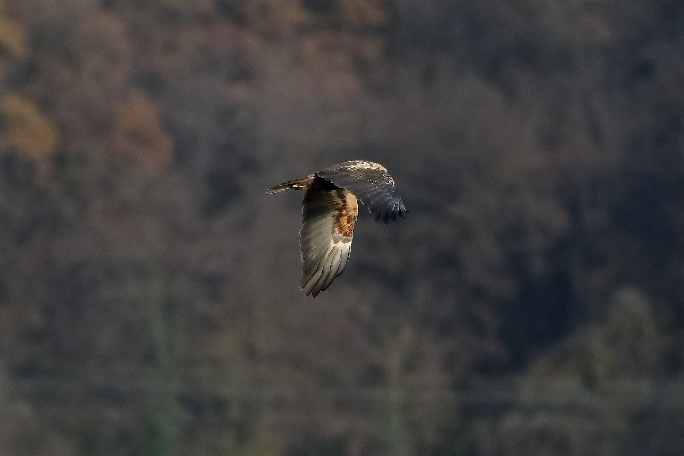 Falco di palude F 18-12-2022