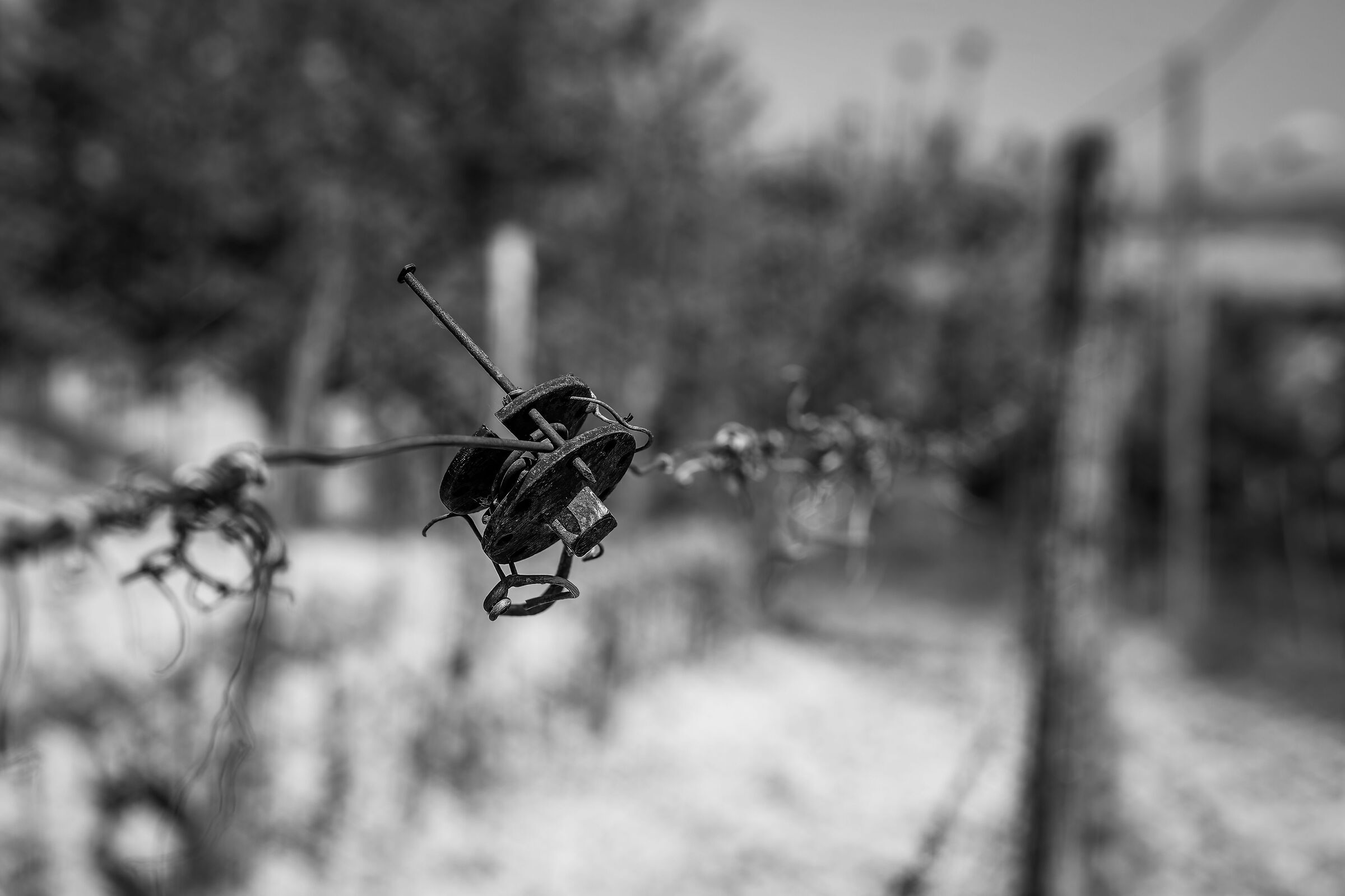 Wineyard