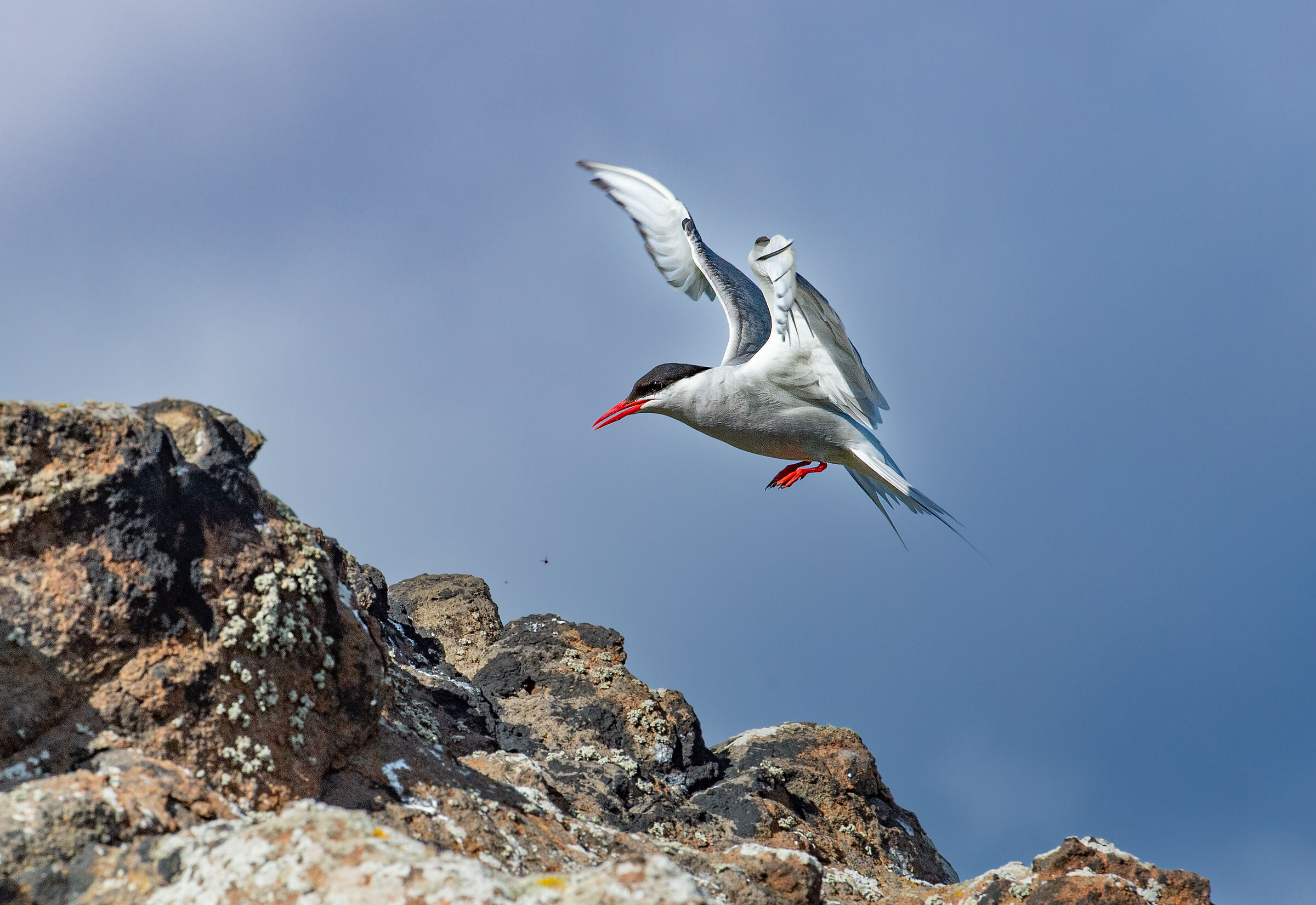 Tern Isle of May (Scotland)
