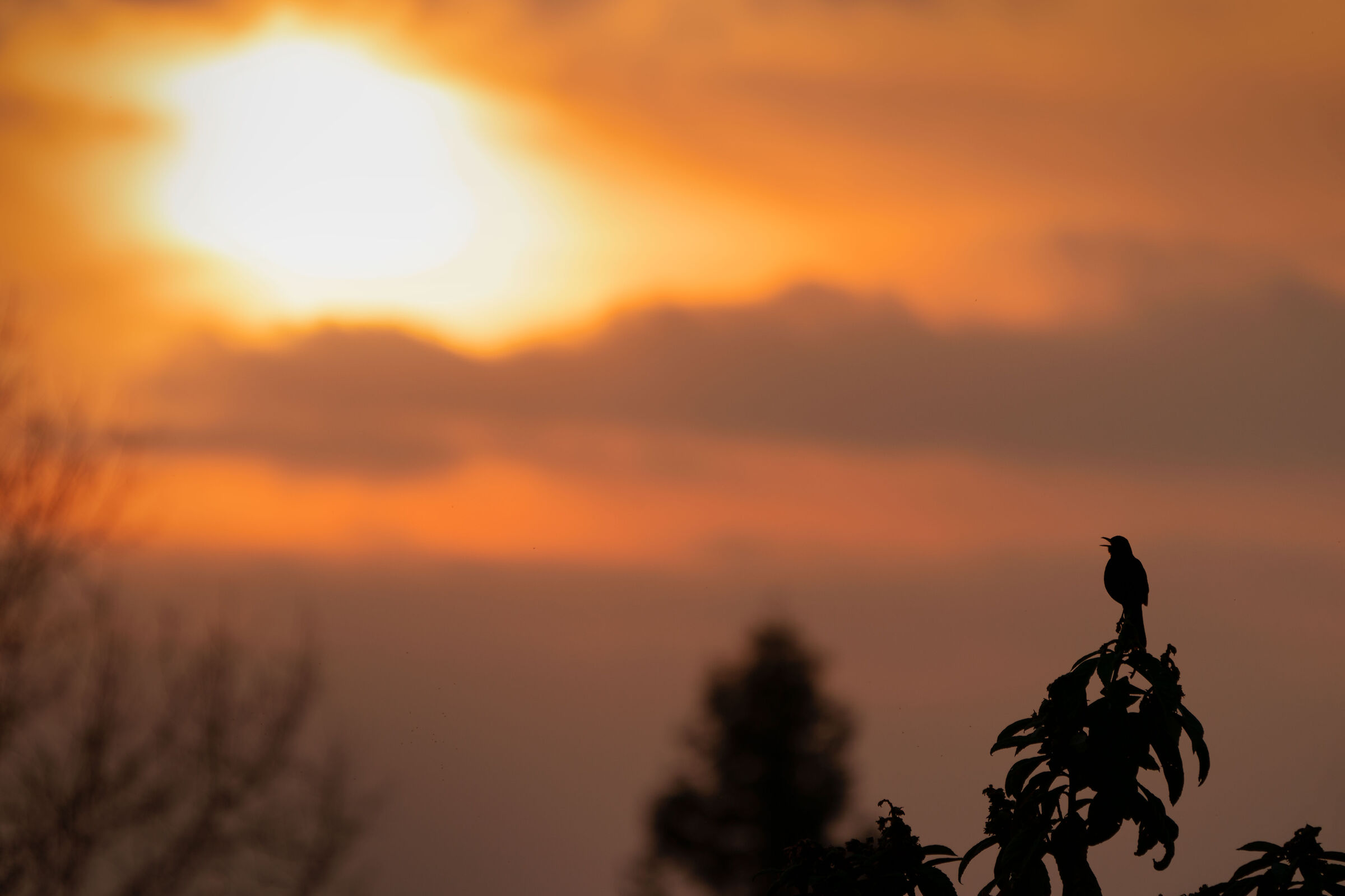 Il merlo e il tramonto