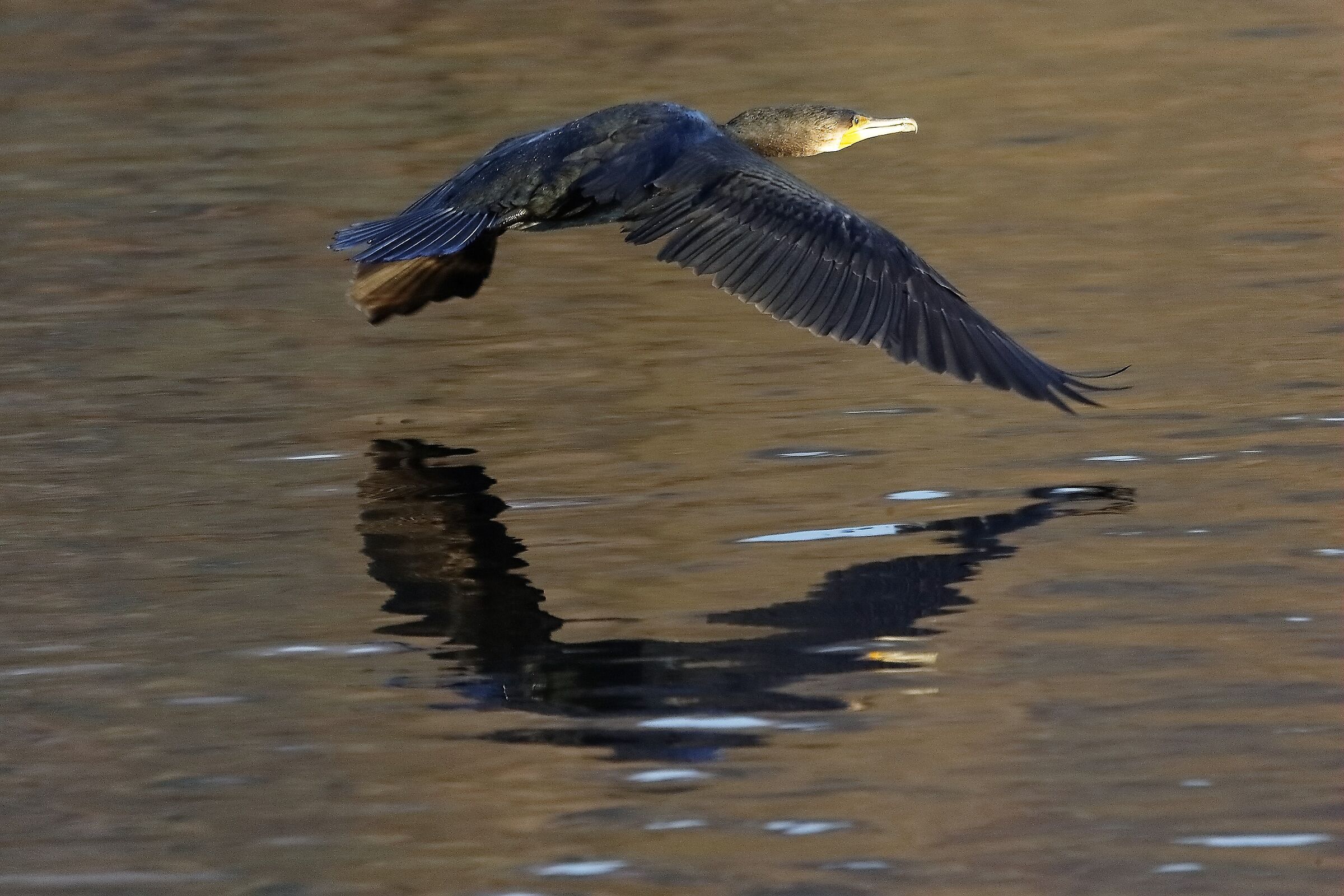 Cormorano 07-12-2022