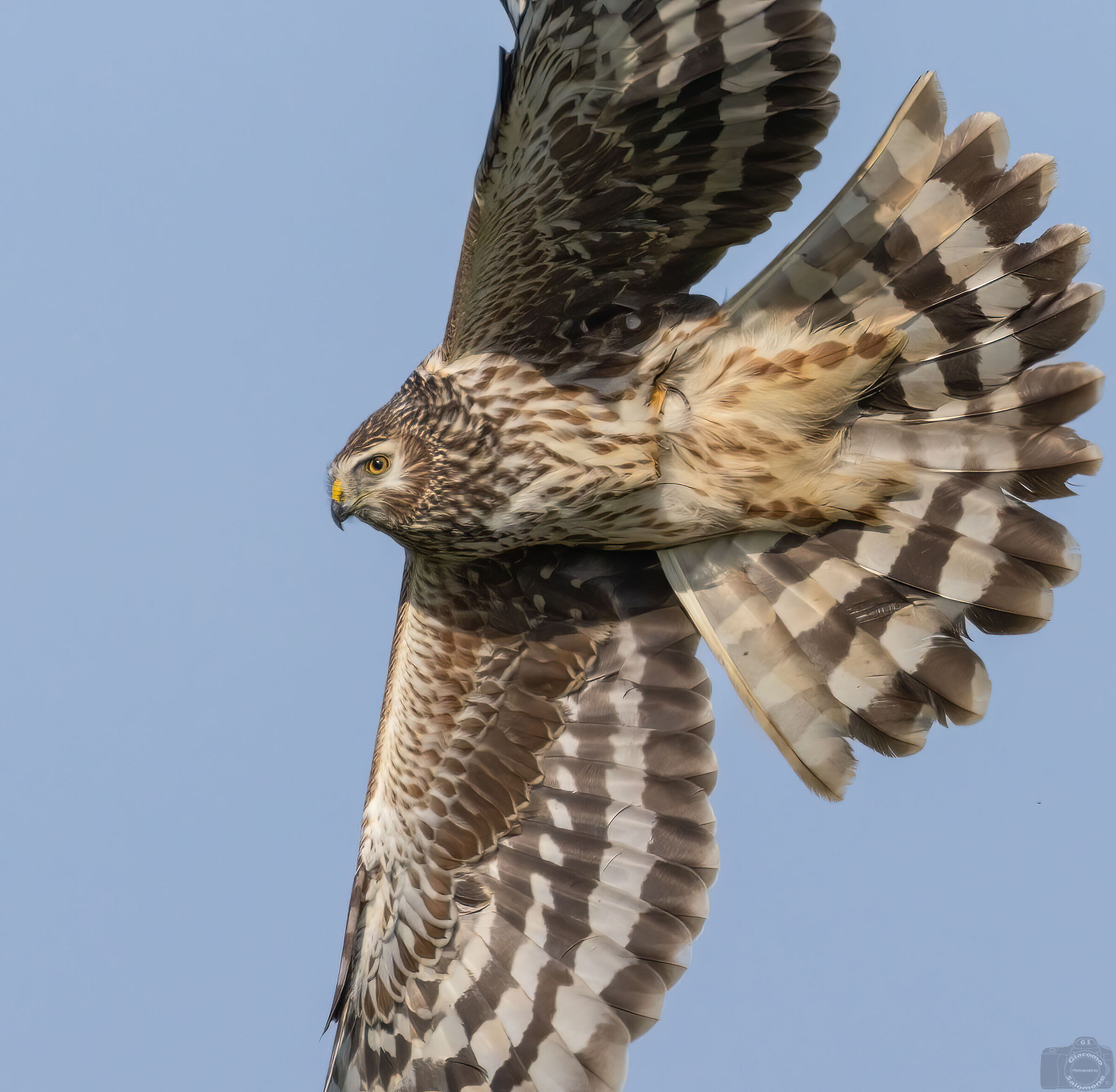 Portrait of Harrier