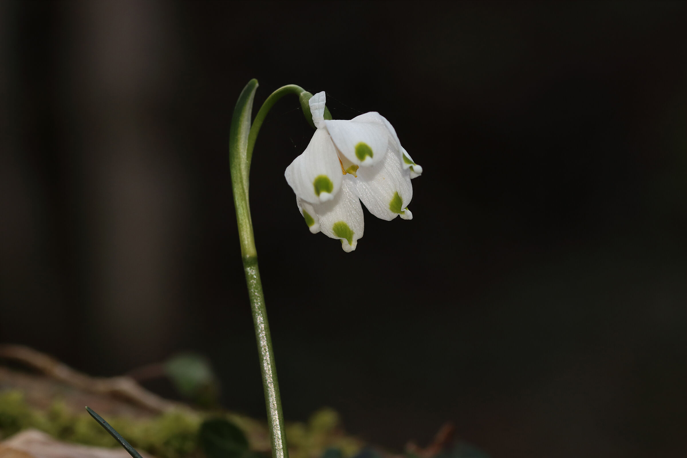 Delicacy (Galanthus nivalis)