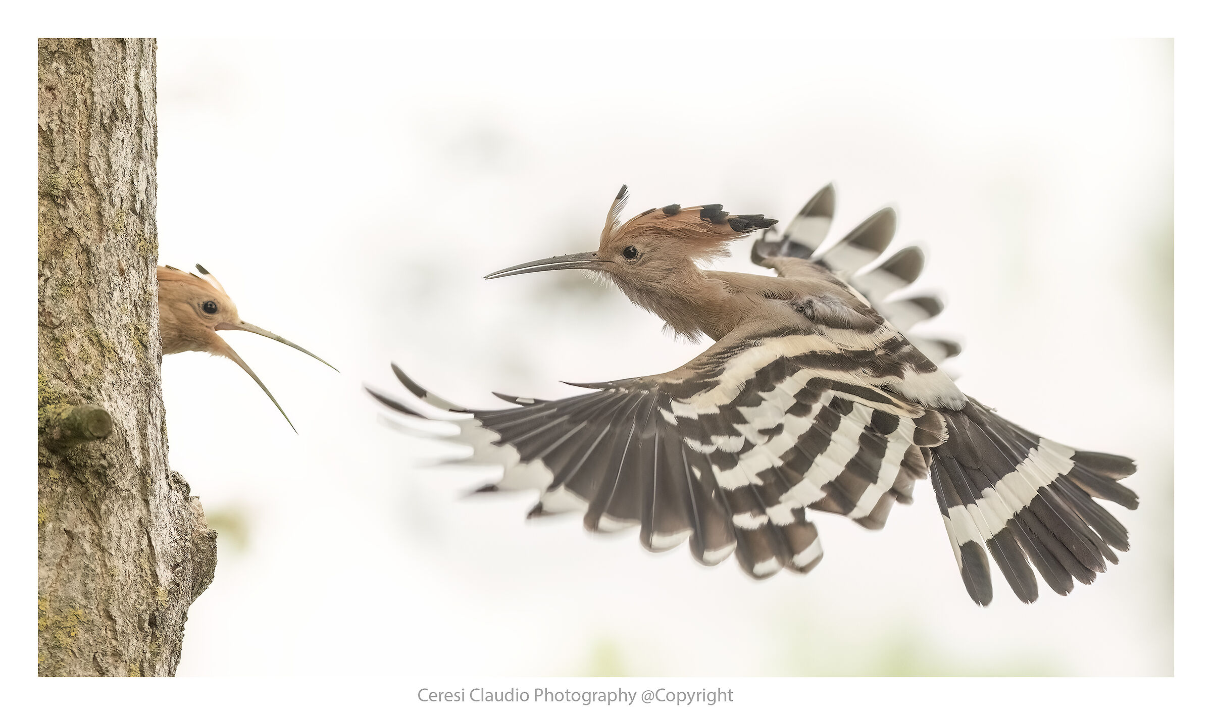 hoopoe at the Massumatico shed