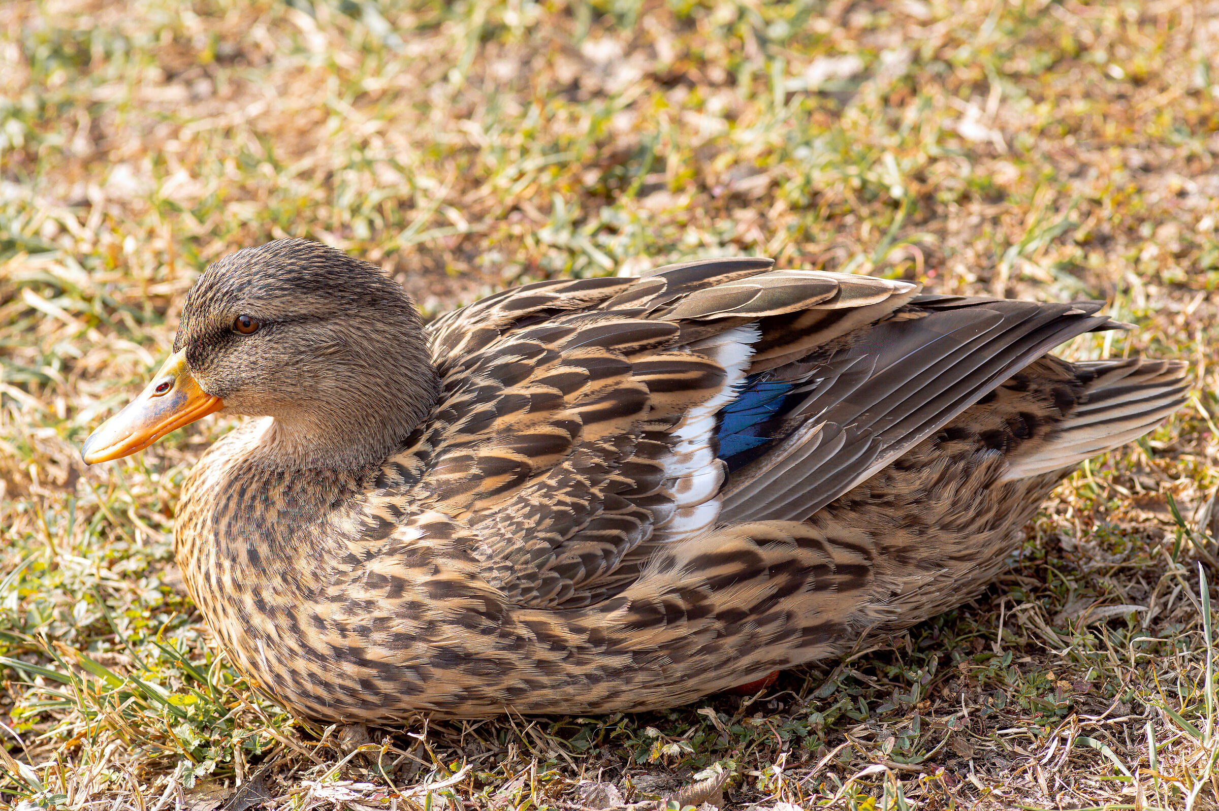 Mallard