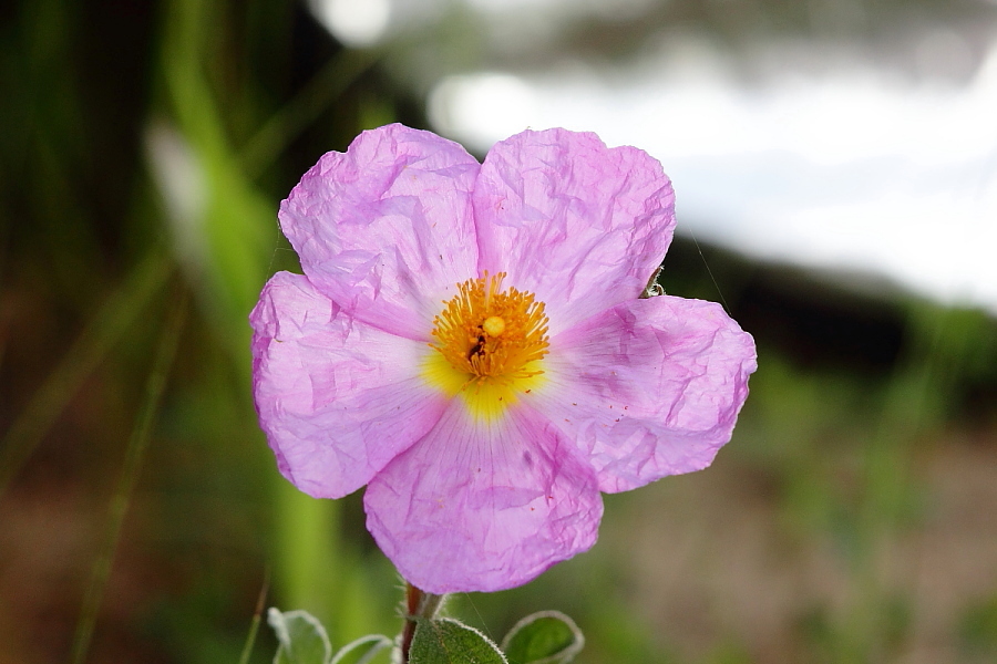 Trasparenze... floreali