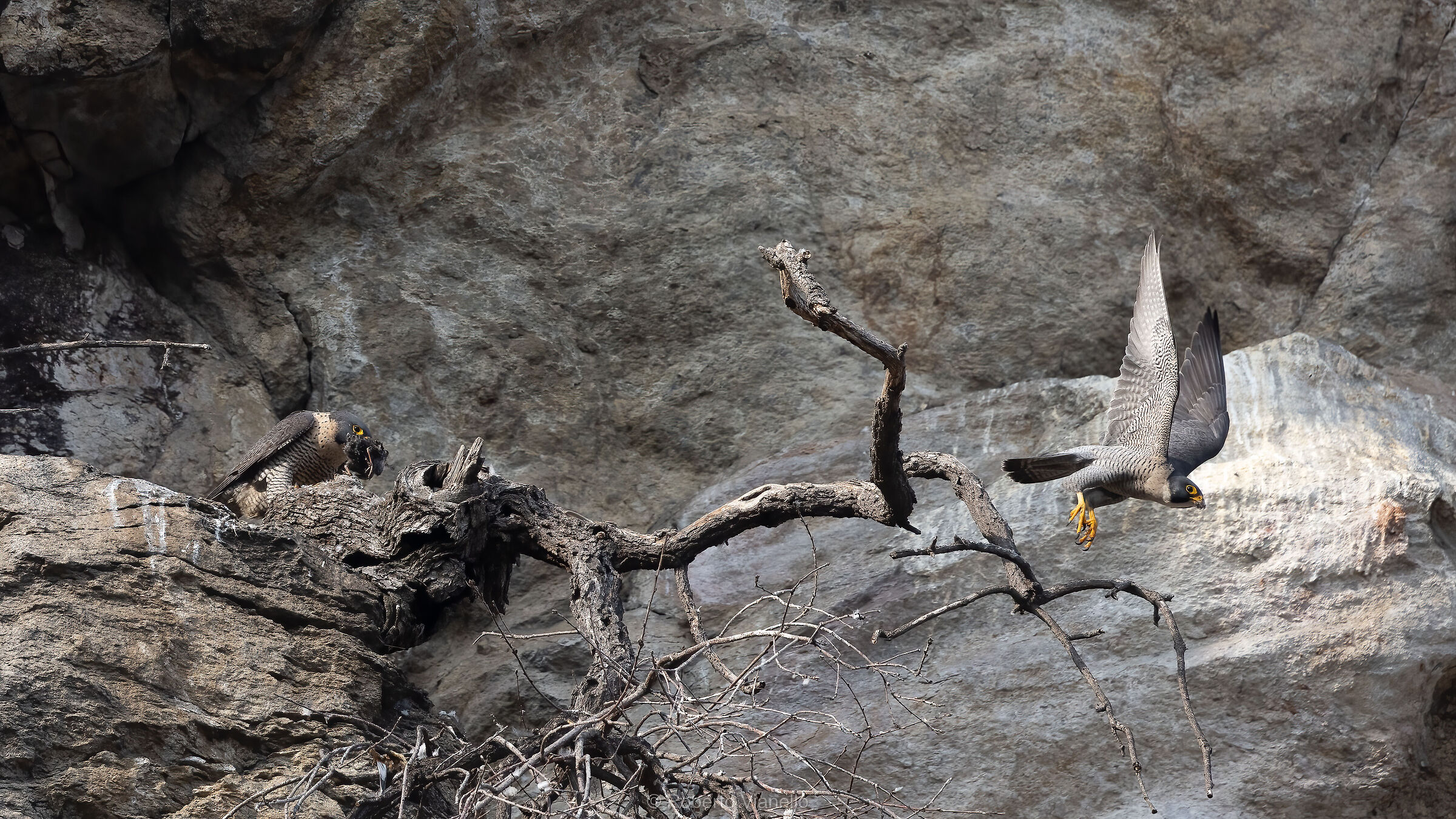 Falco Pellegrino (Falco peregrinus) Coppia.