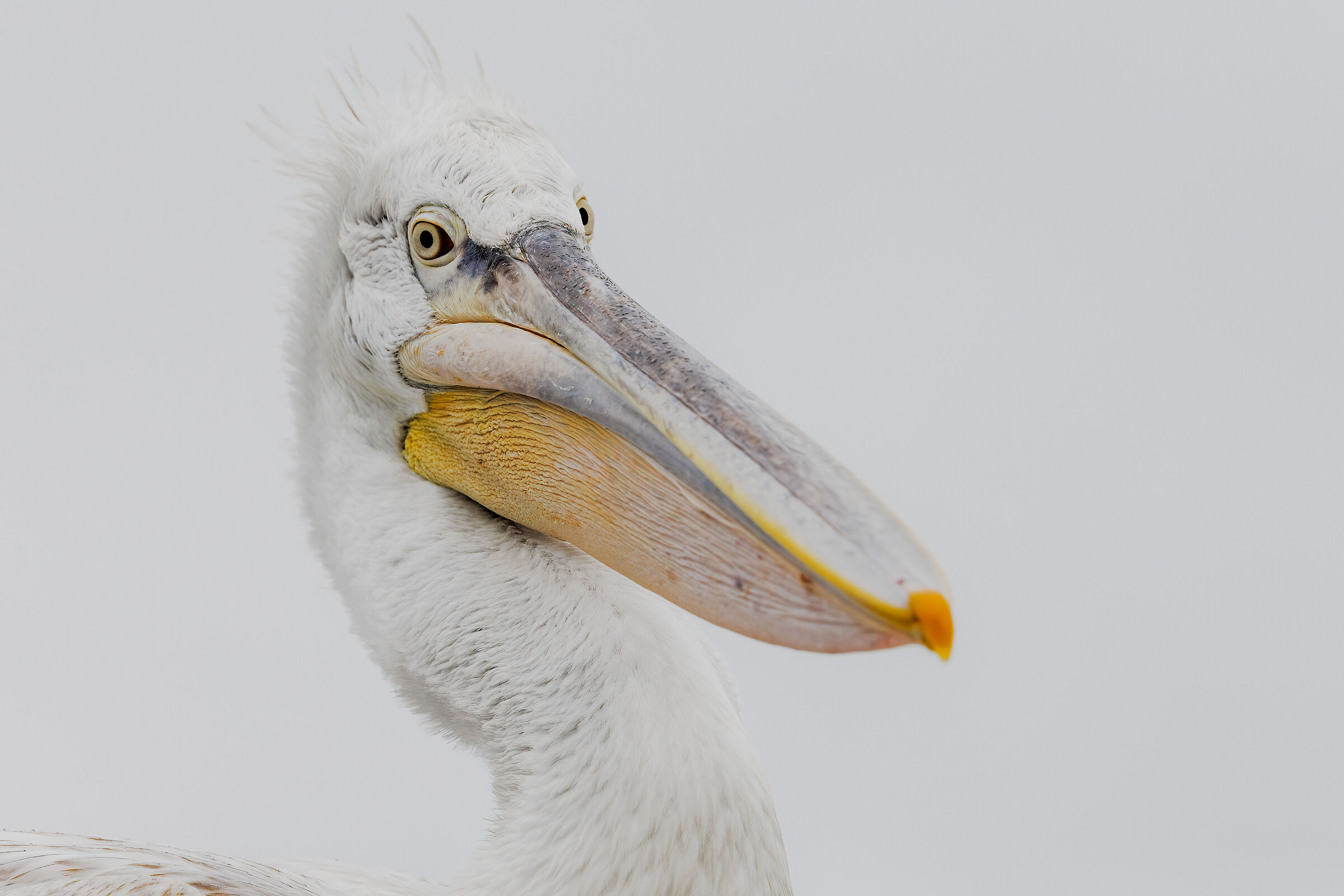 I will become hedgehog