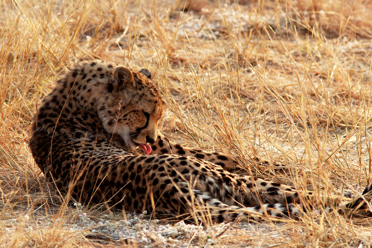 Namibia: Okonjima, Cheetah gepard