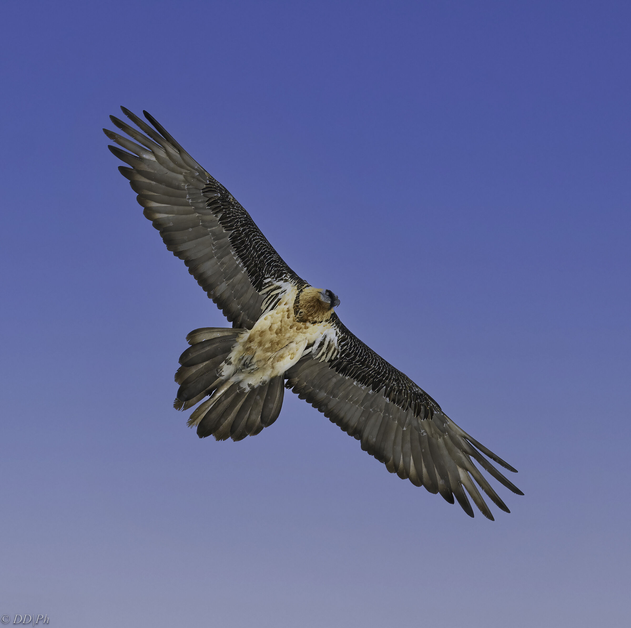 Gypaetus Barbatus