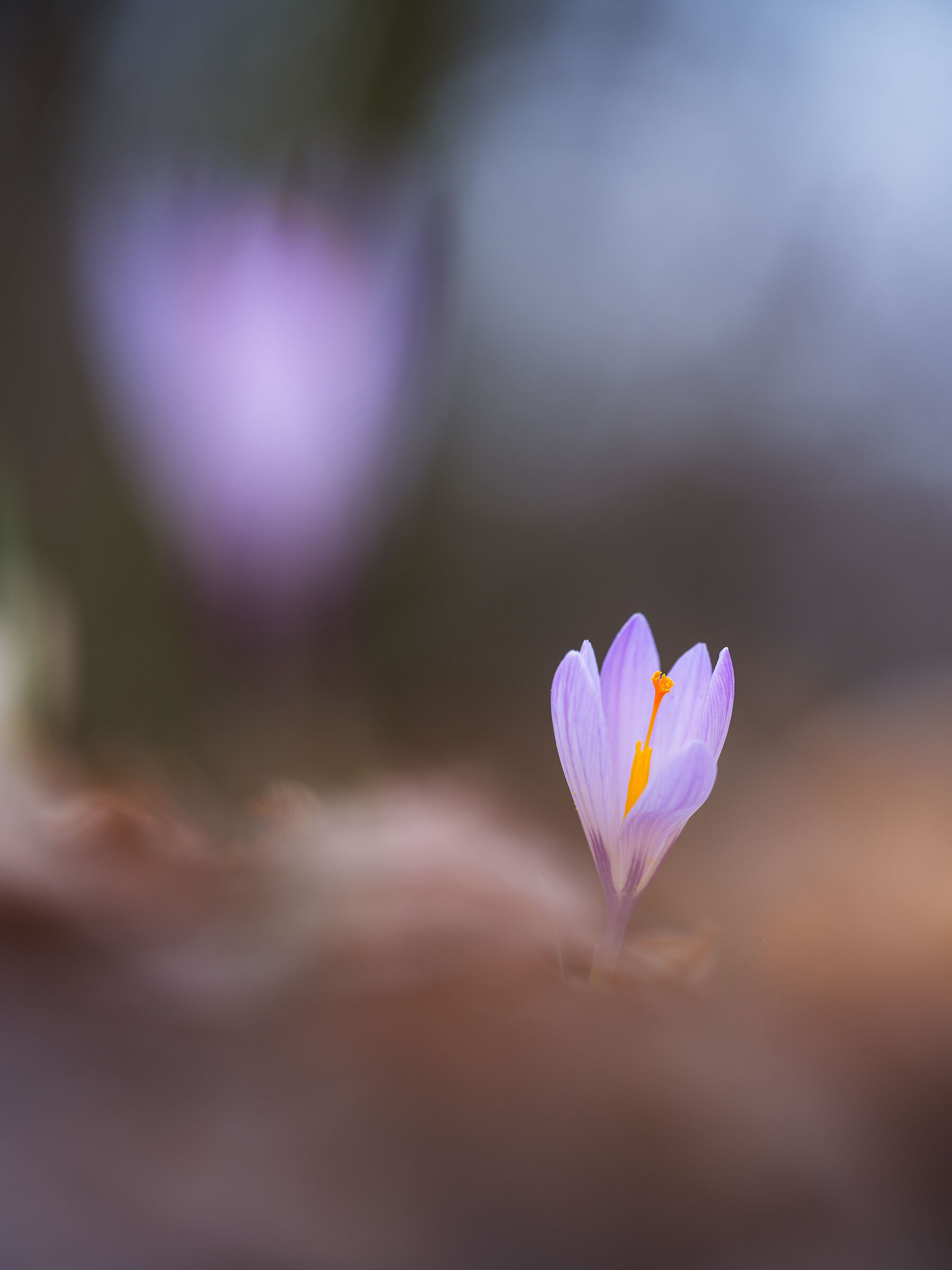 Crocus biflorus