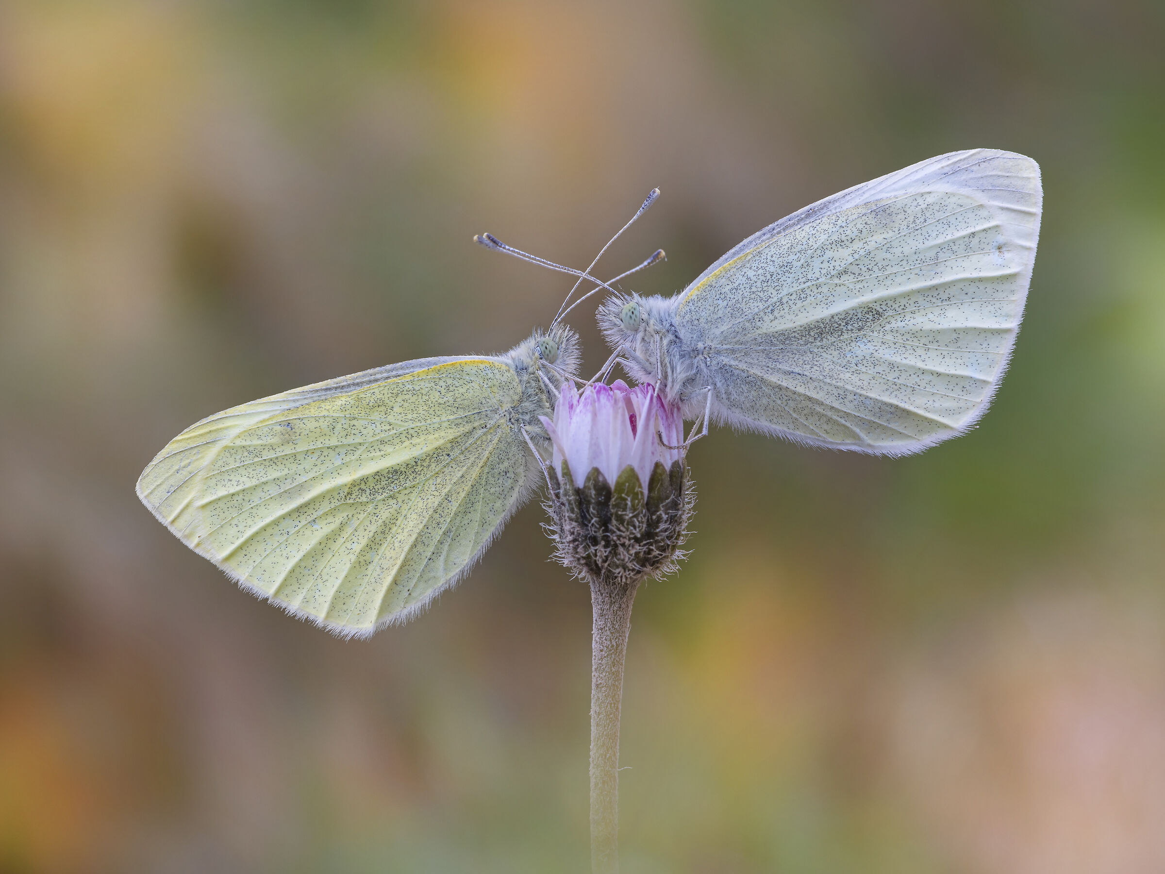 Pieris rapae (Linnaeus, 1758)