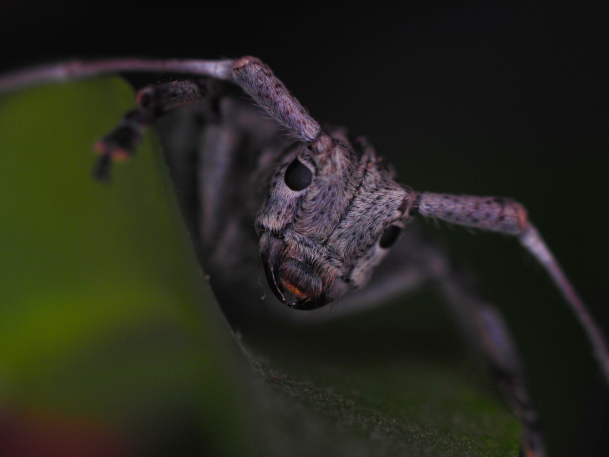 "MONOCHAMUS NOTATUS"