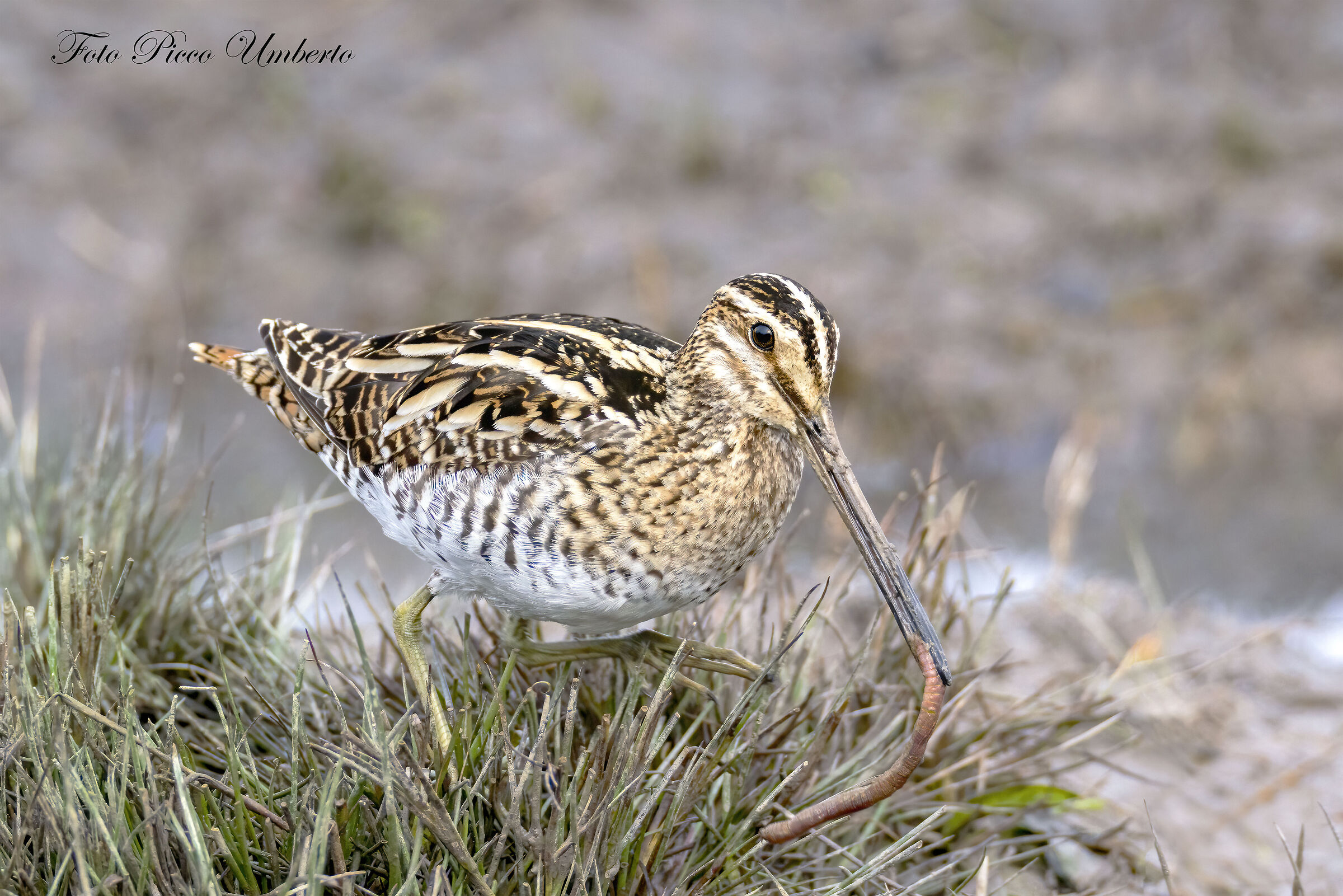 finalmente un beccaccino con lombrico