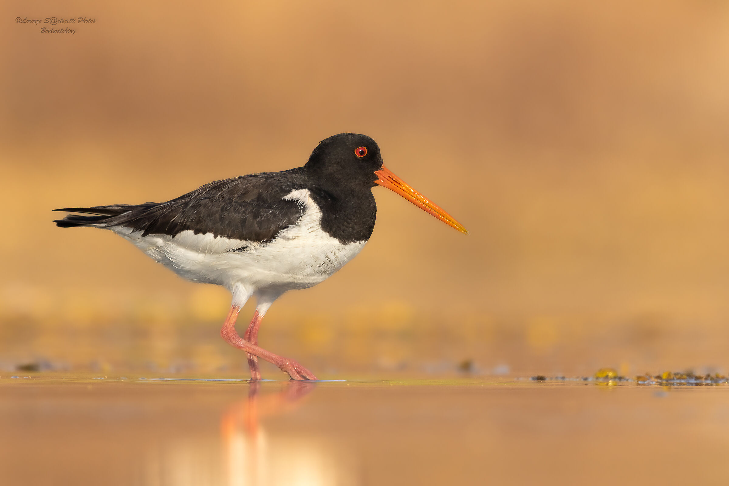 Oystercatcher