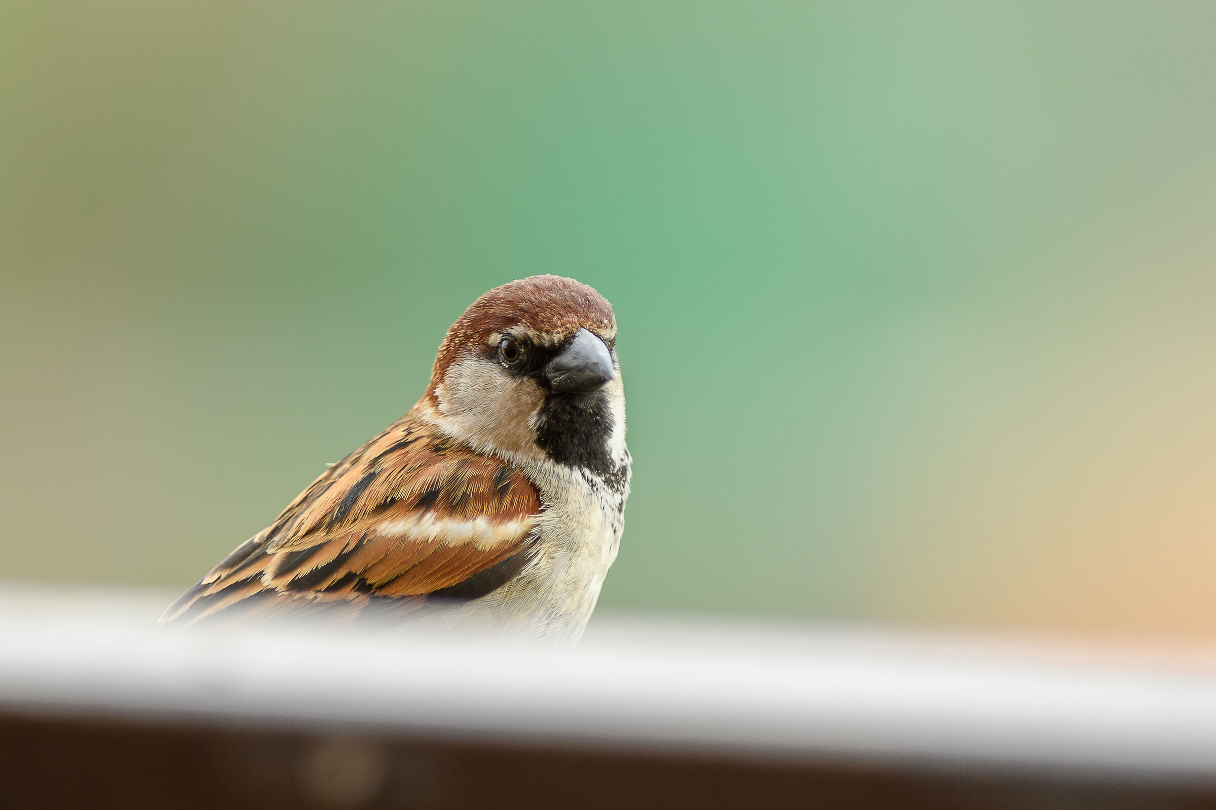 Sparrow