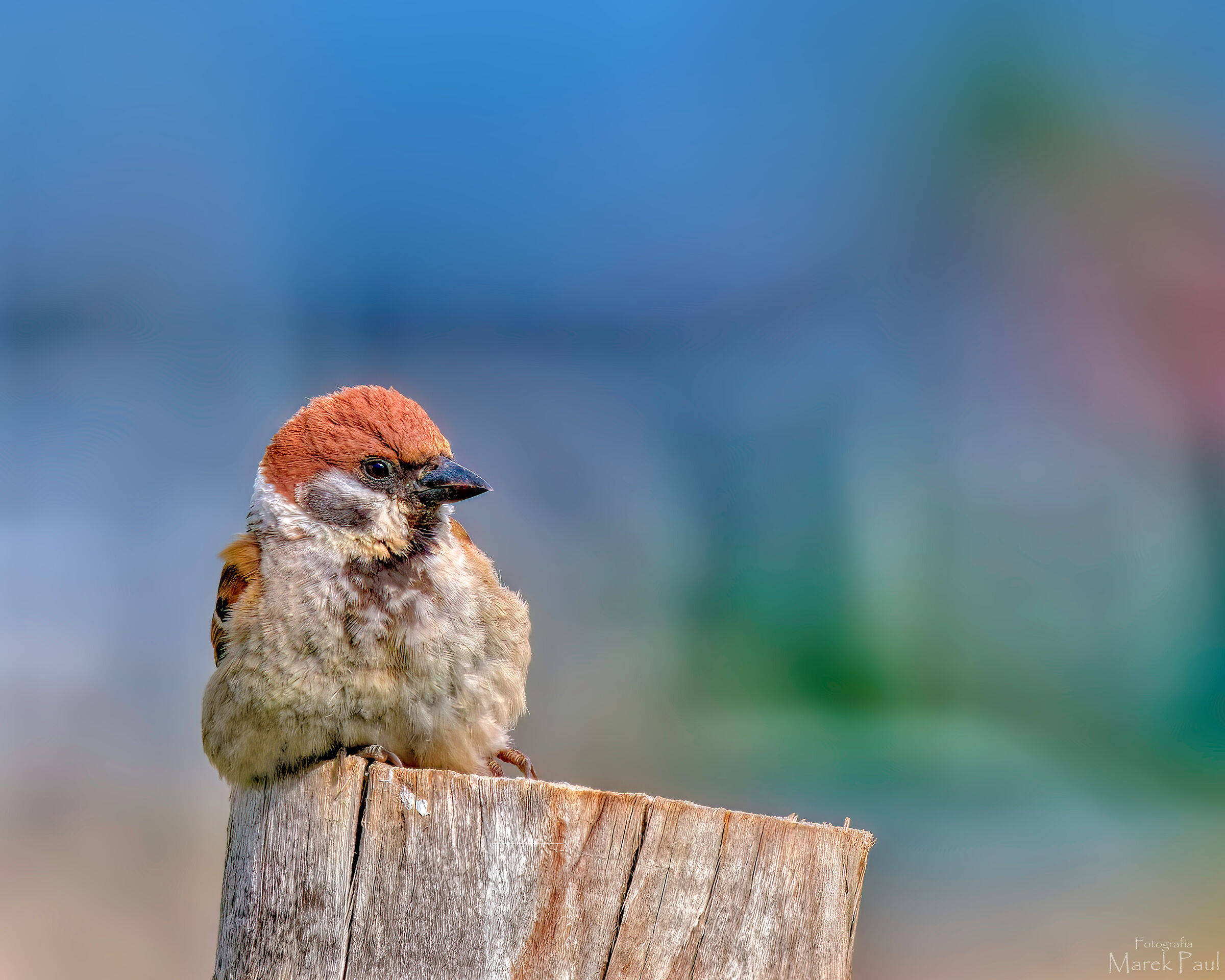 Passero arboricolo eurasiatico