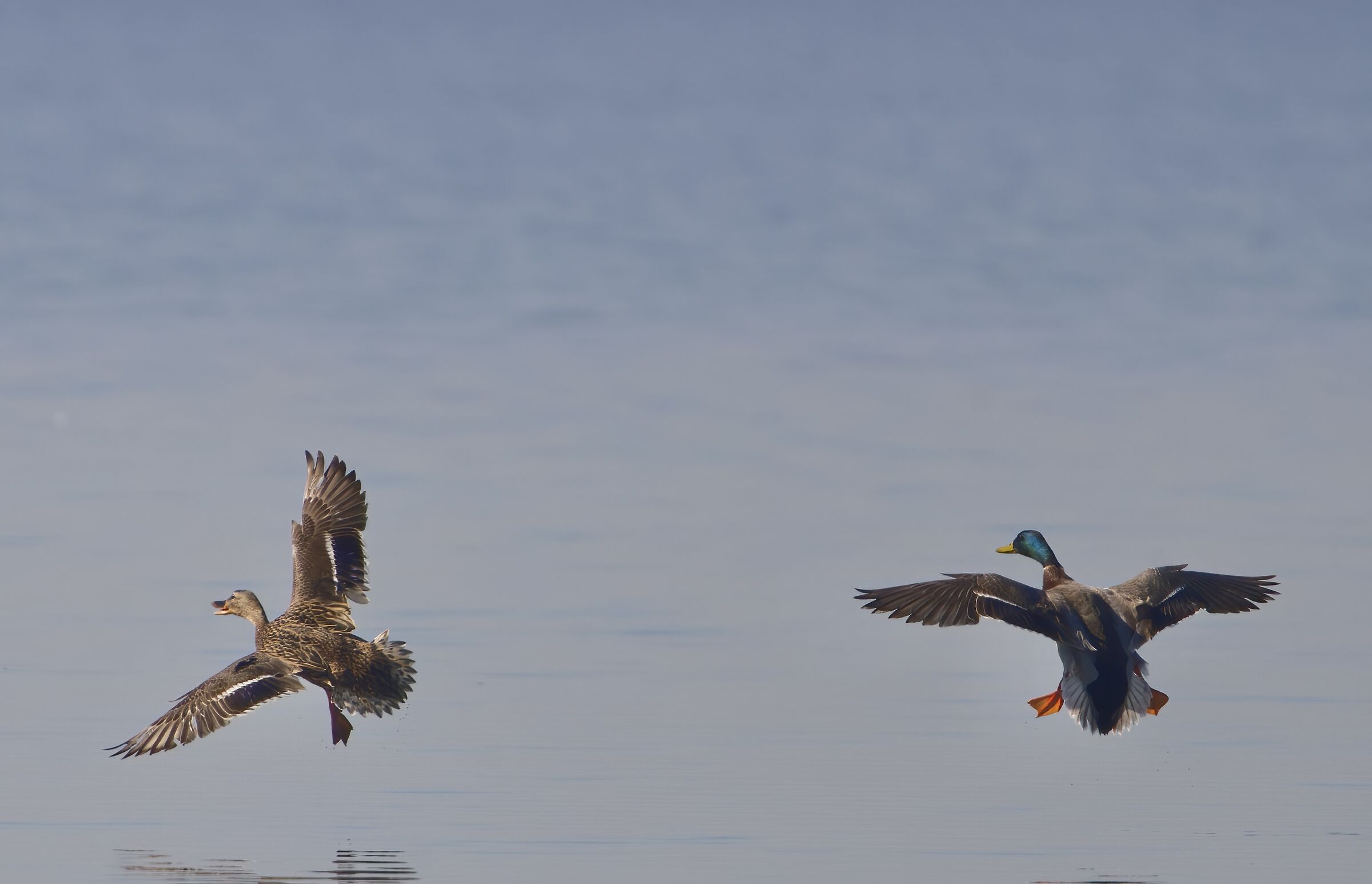 Atterraggio in copia