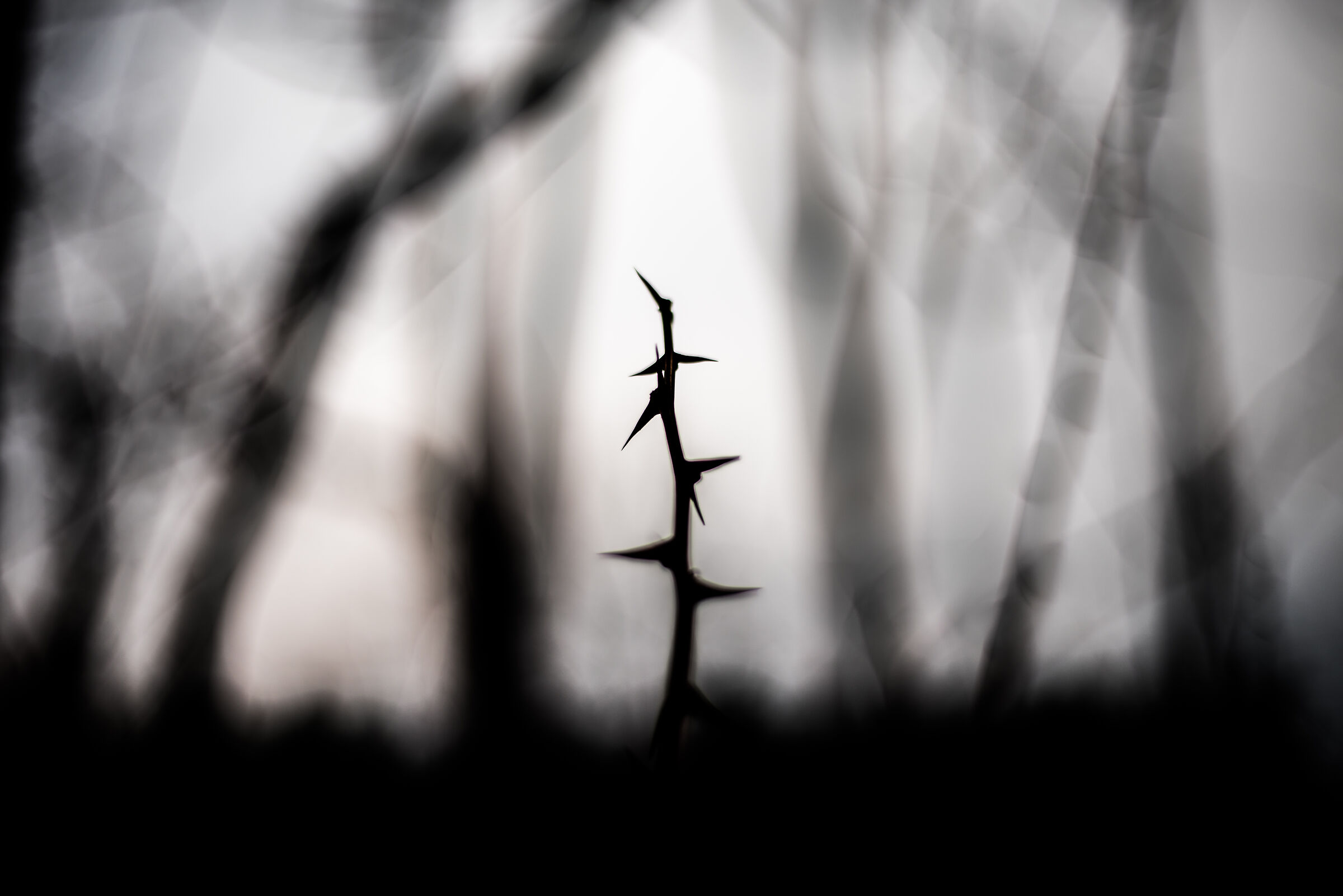 Nere spine nel bianco