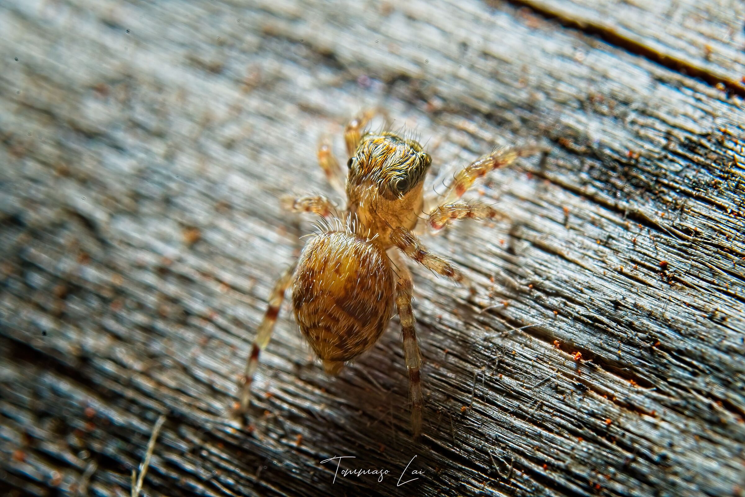 Pseudeuophrys vafra
